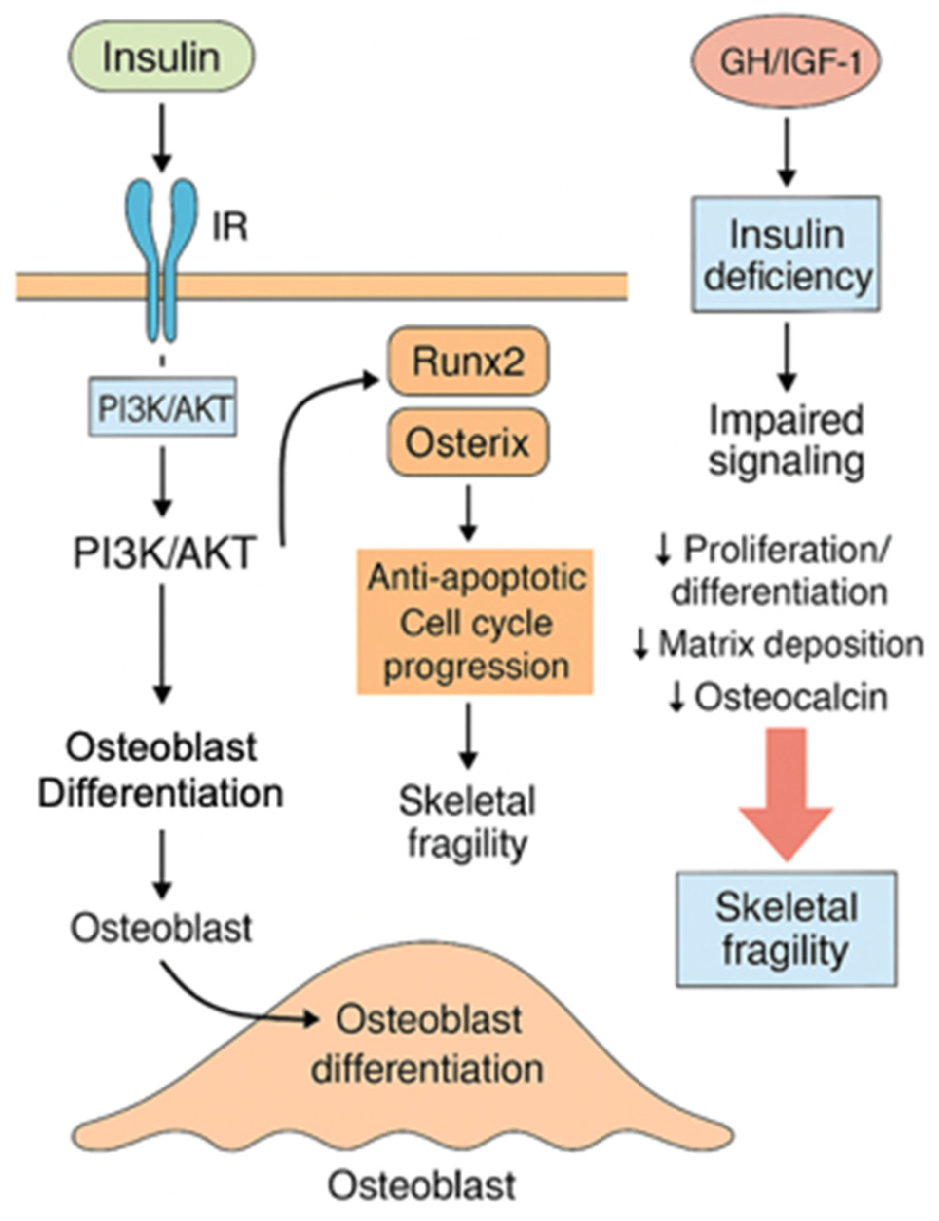 Cells 14 01611 g006 Cells 14 01611 g006
