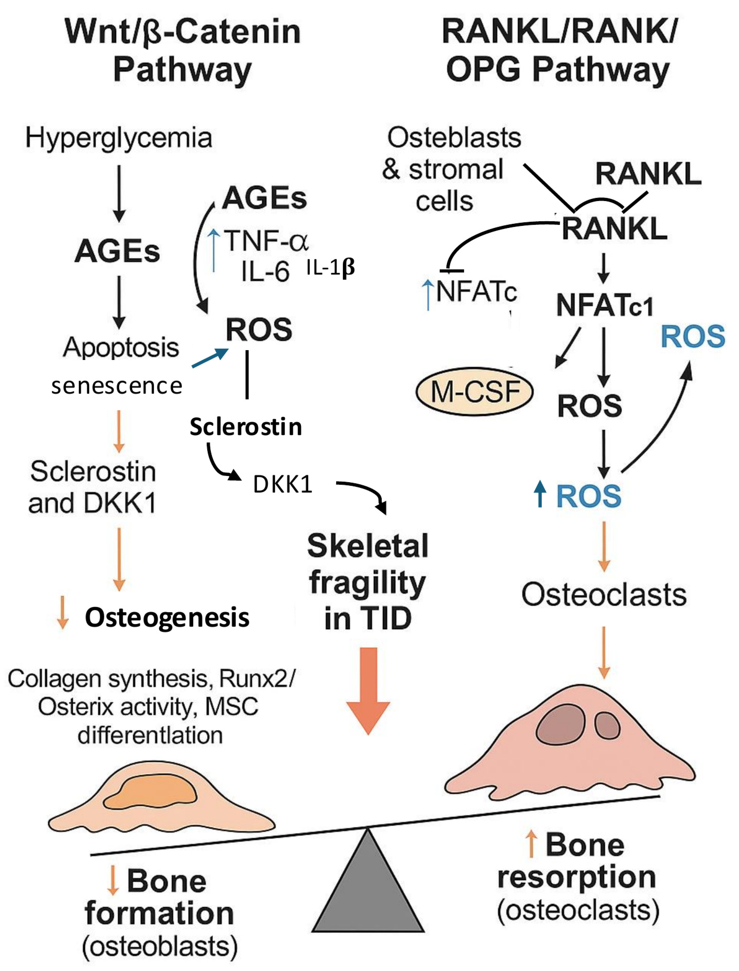 Cells 14 01611 g007 Cells 14 01611 g007