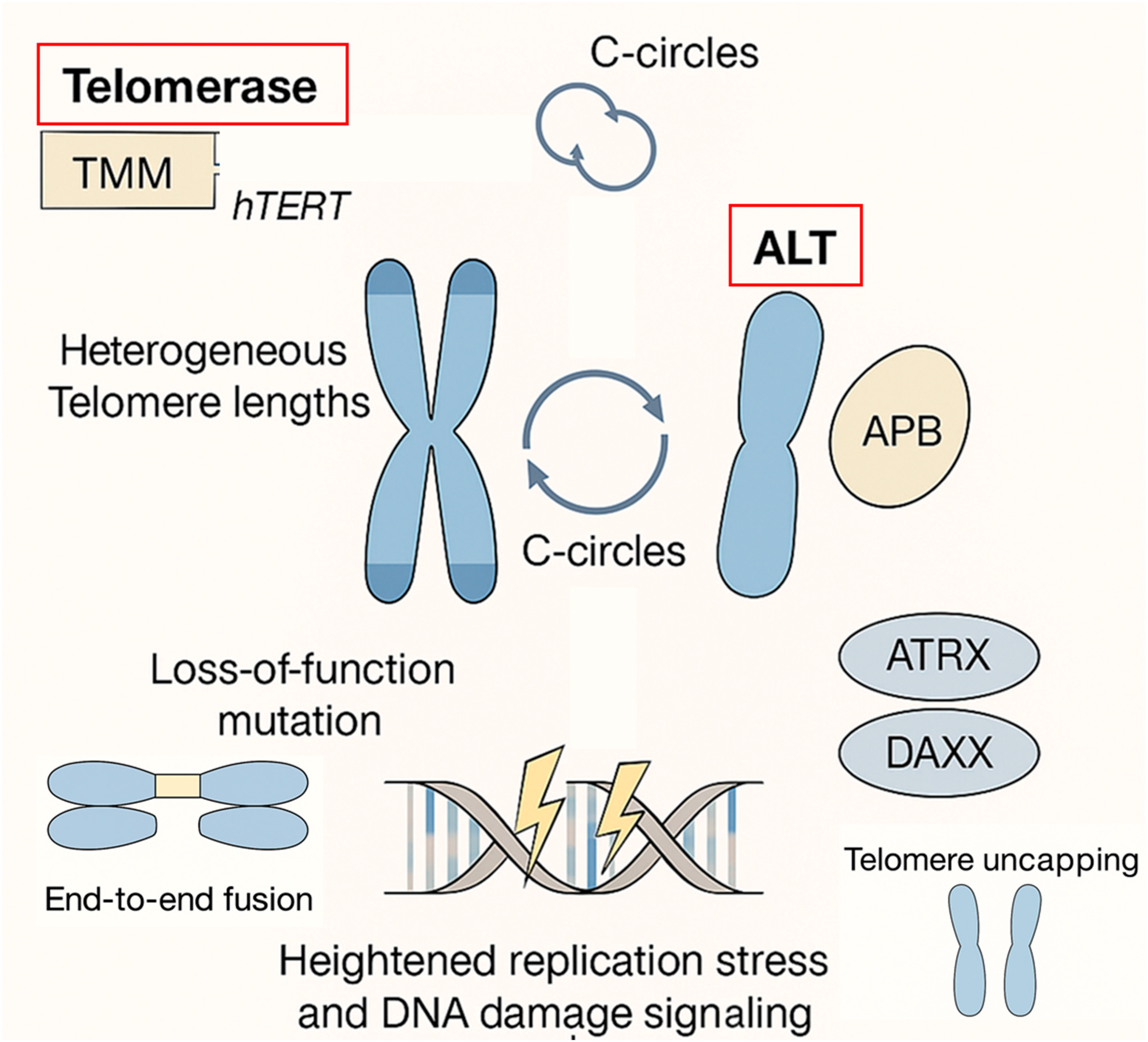 Cells 14 01613 g001 Cells 14 01613 g001
