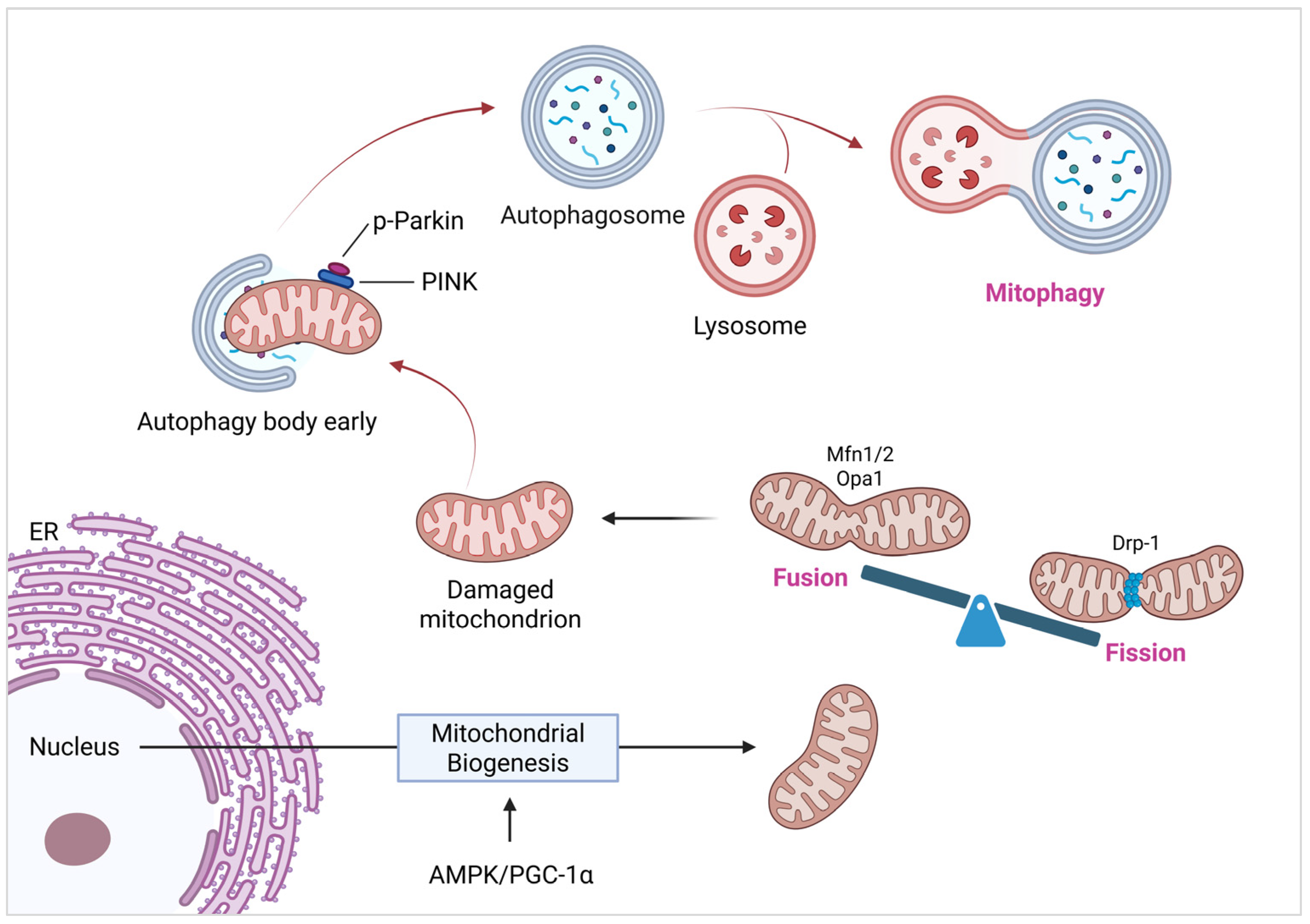 Cells 14 01621 g001 Cells 14 01621 g001