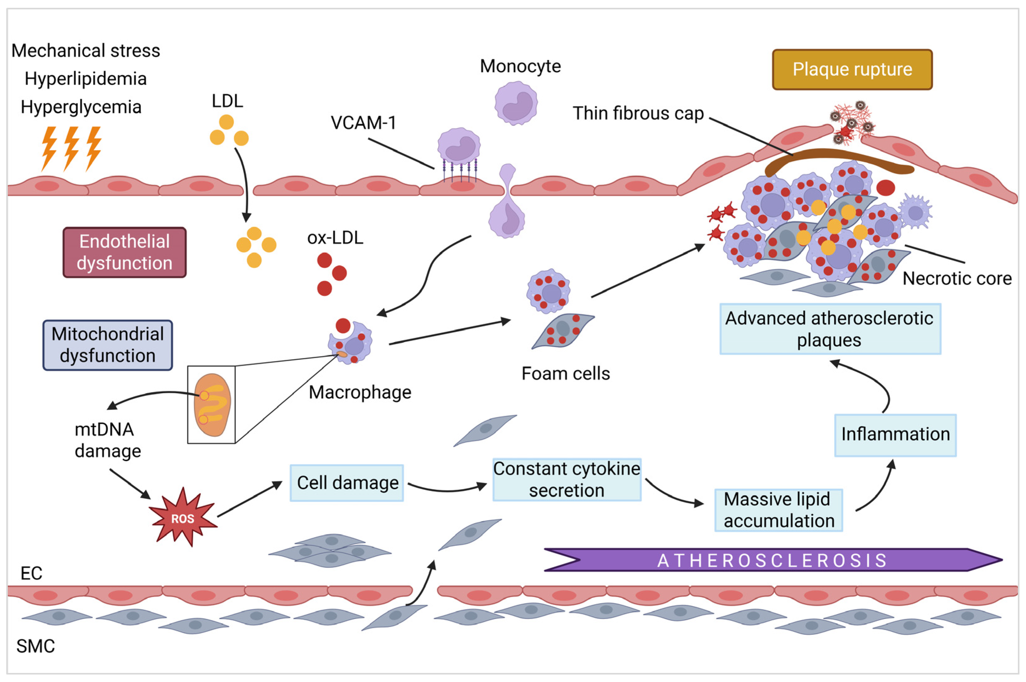 Cells 14 01621 g002 Cells 14 01621 g002