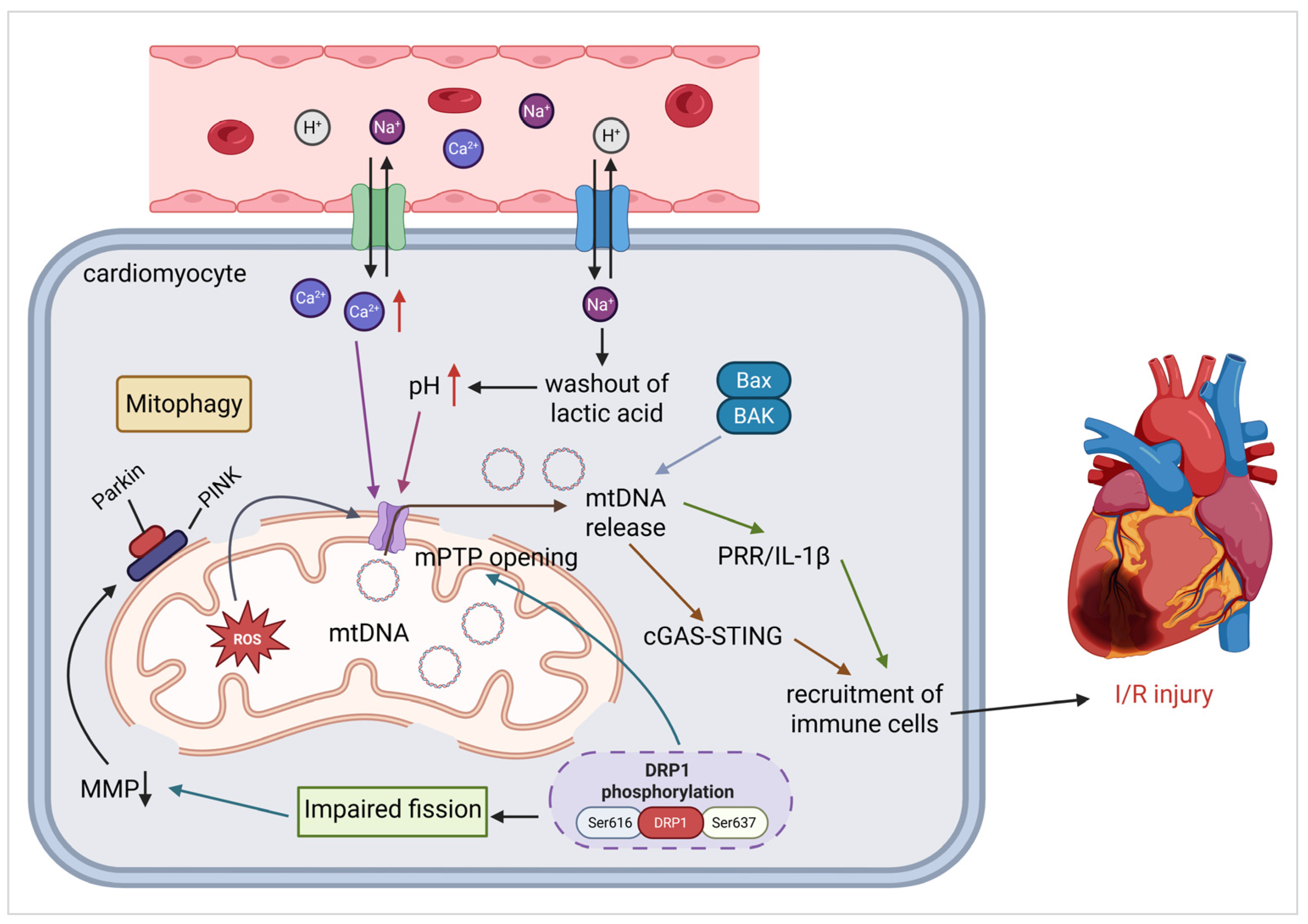 Cells 14 01621 g003 Cells 14 01621 g003