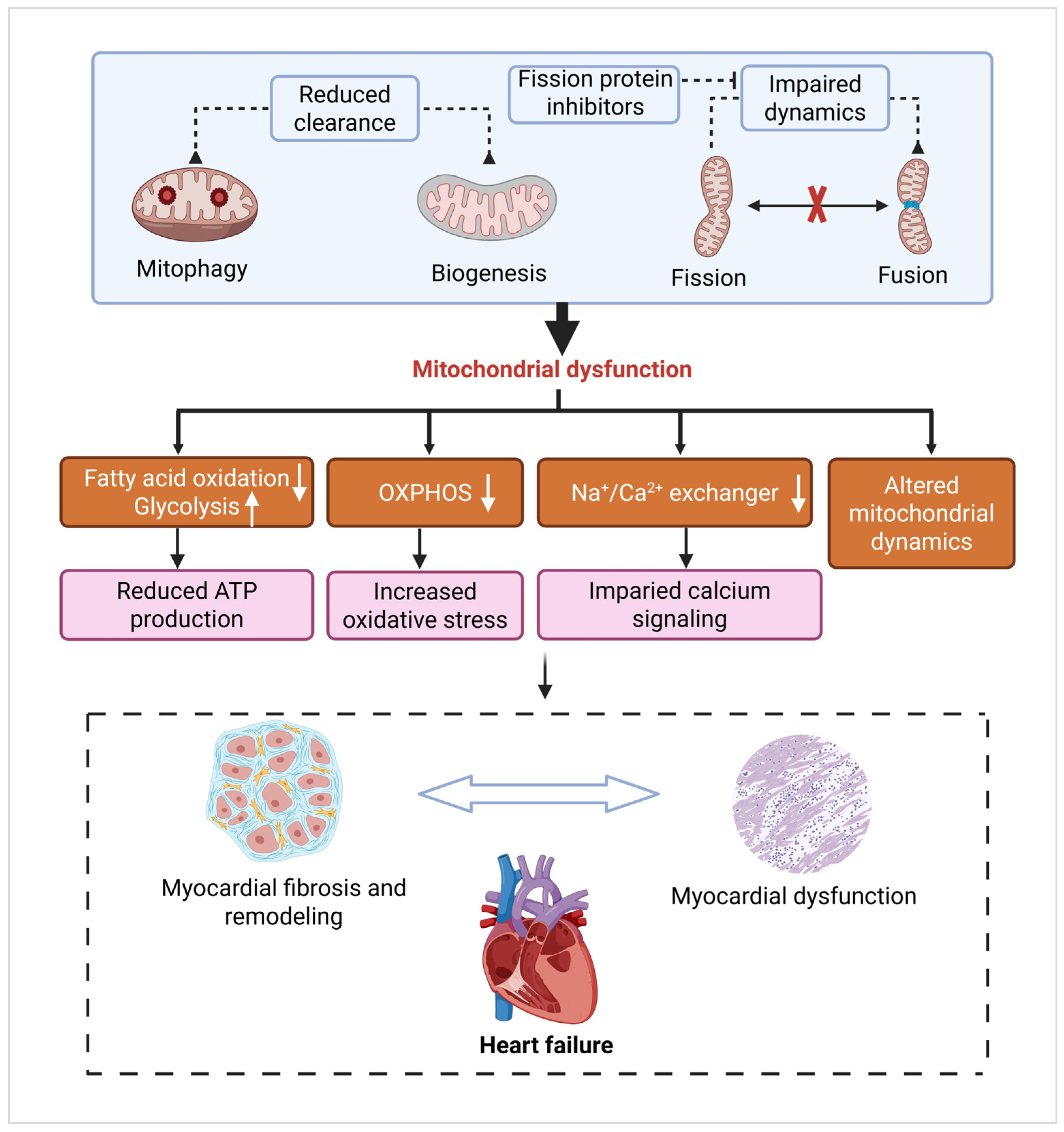 Cells 14 01621 g004 Cells 14 01621 g004