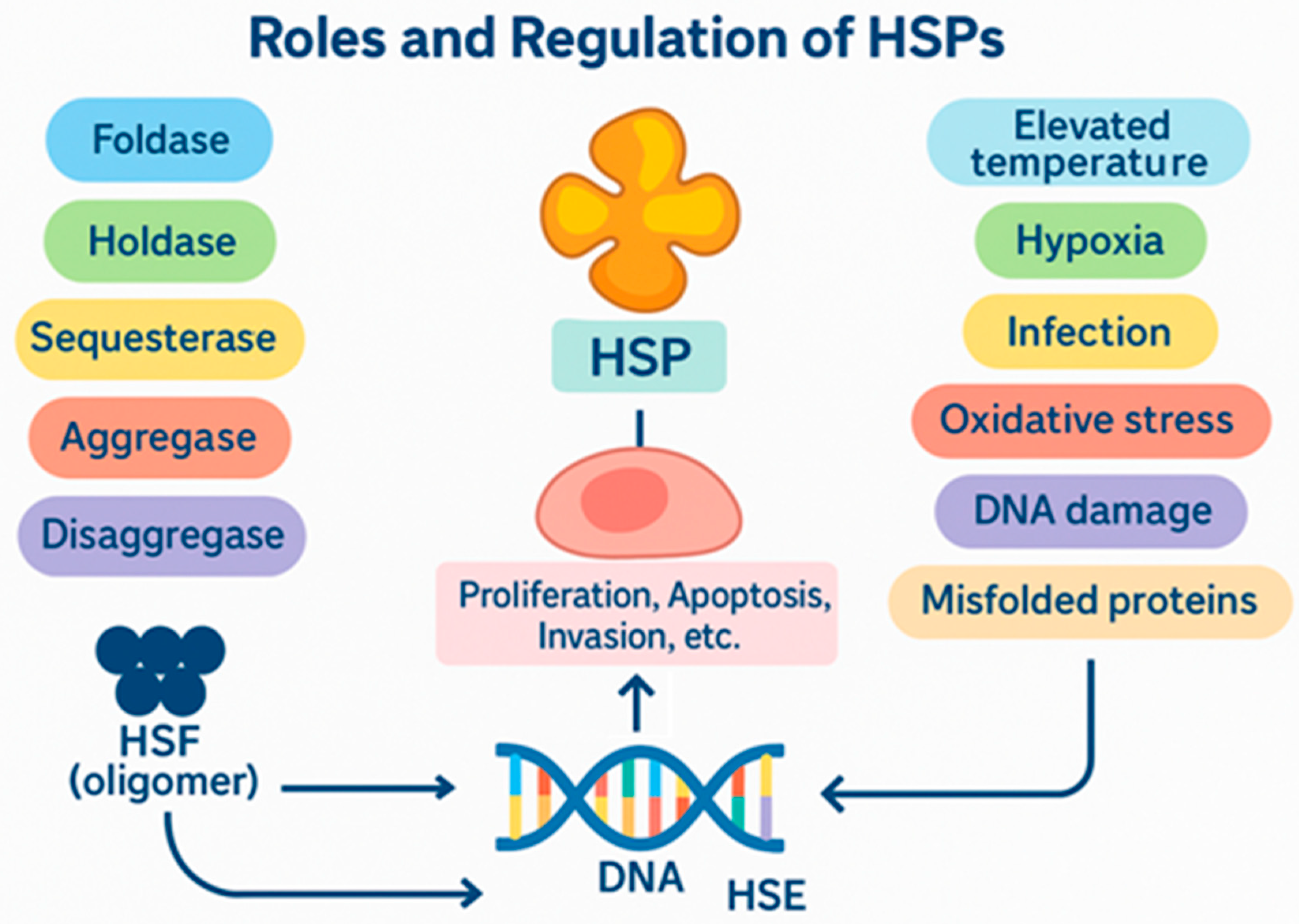 Heat Shock Proteins in Pancreatic Cancer: Pathogenic Mechanisms