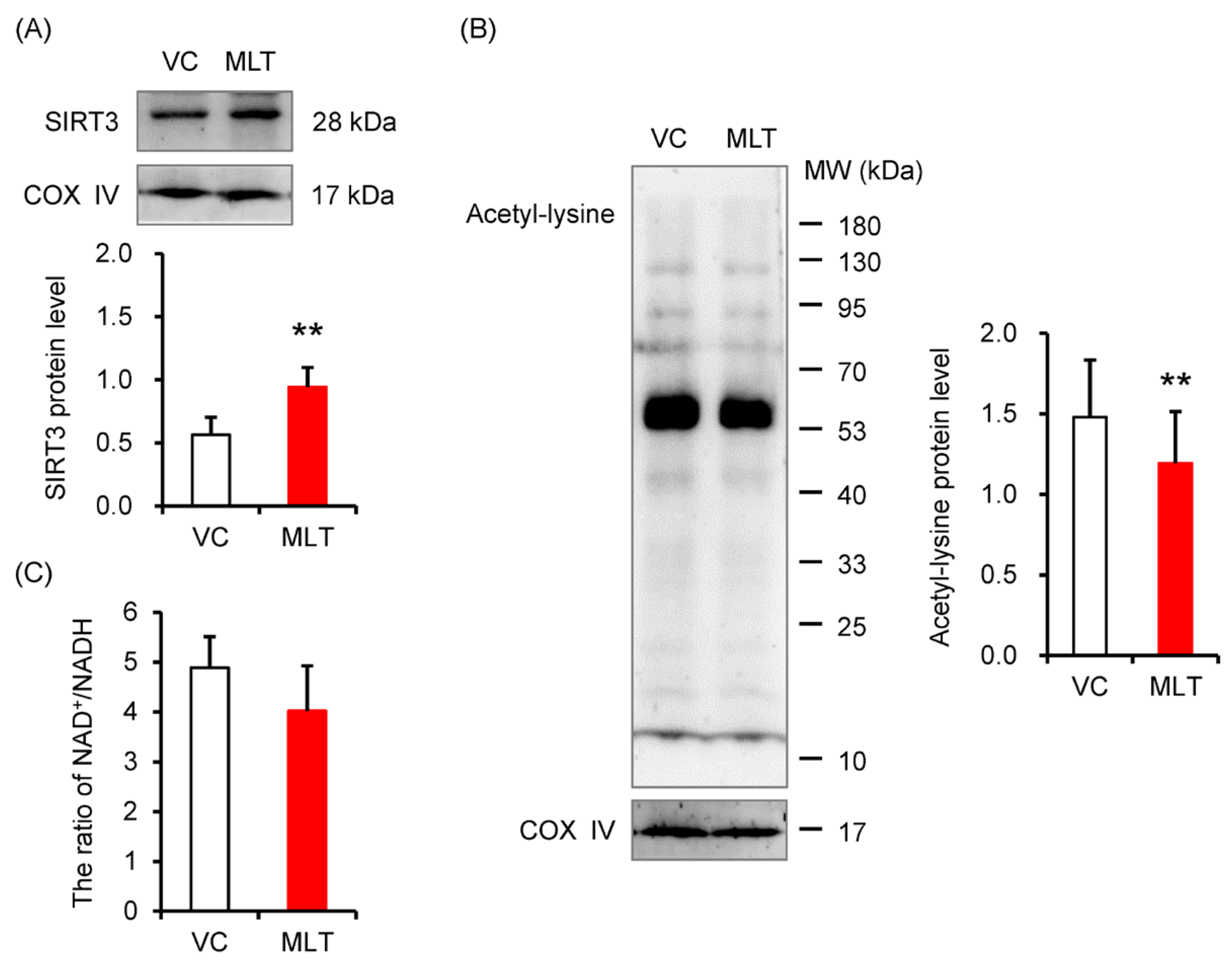 Cells 14 01633 g001 Cells 14 01633 g001
