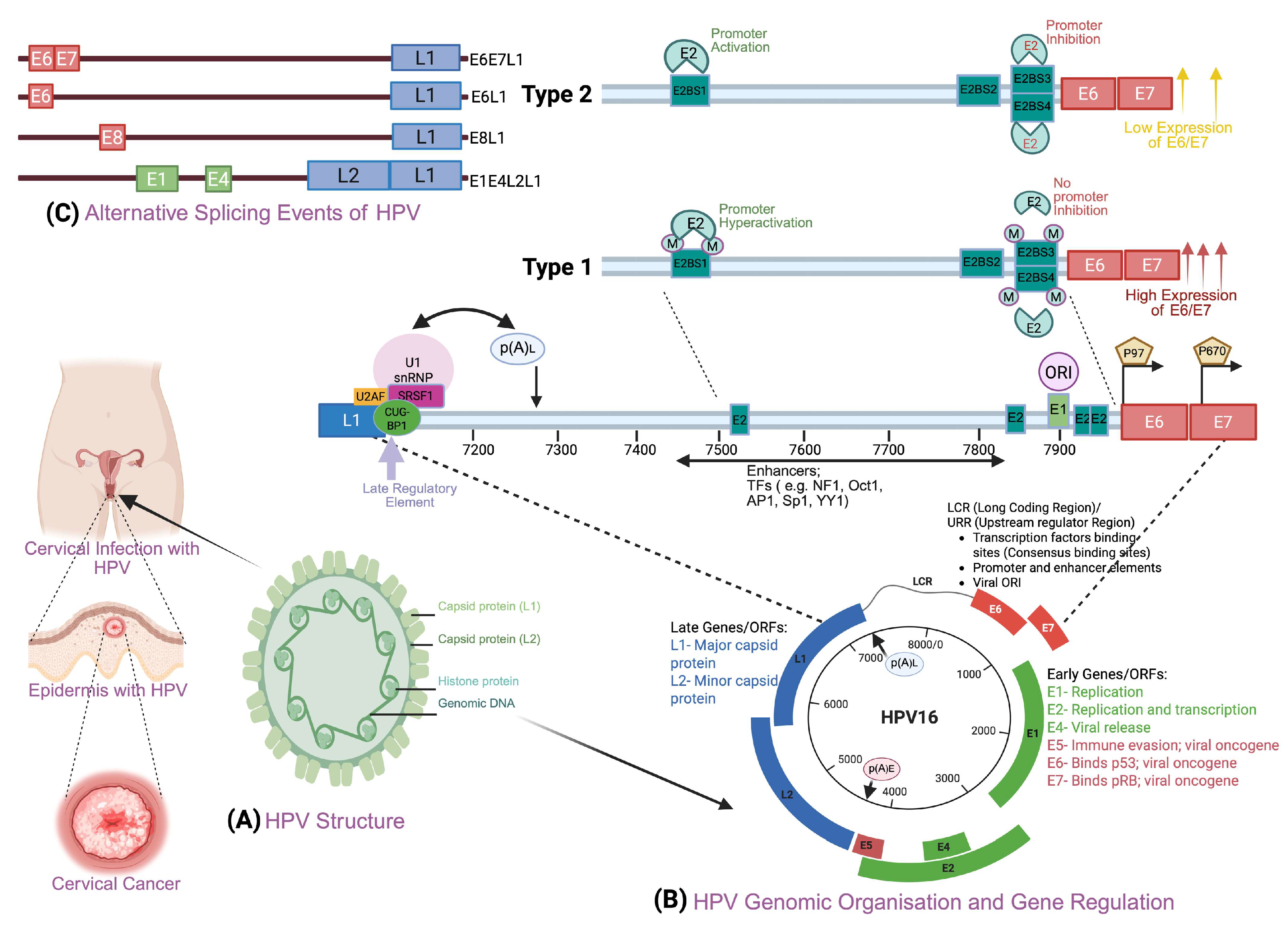 Cells 14 01639 g002 Cells 14 01639 g002