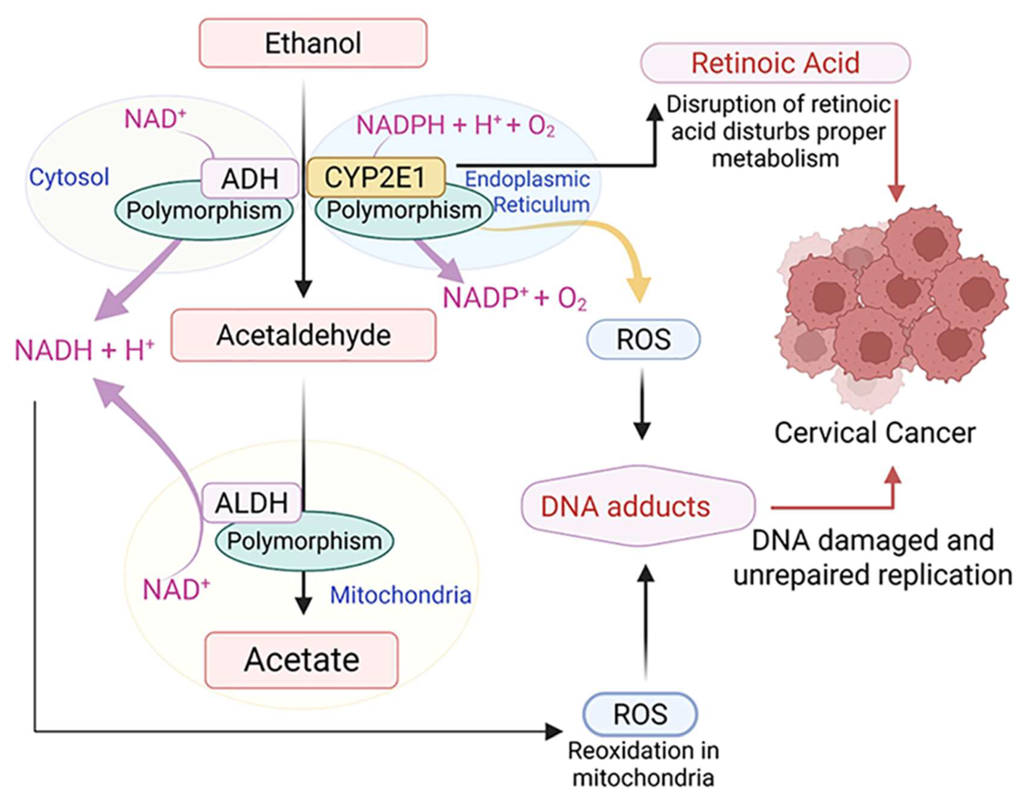 Cells 14 01639 g003 Cells 14 01639 g003