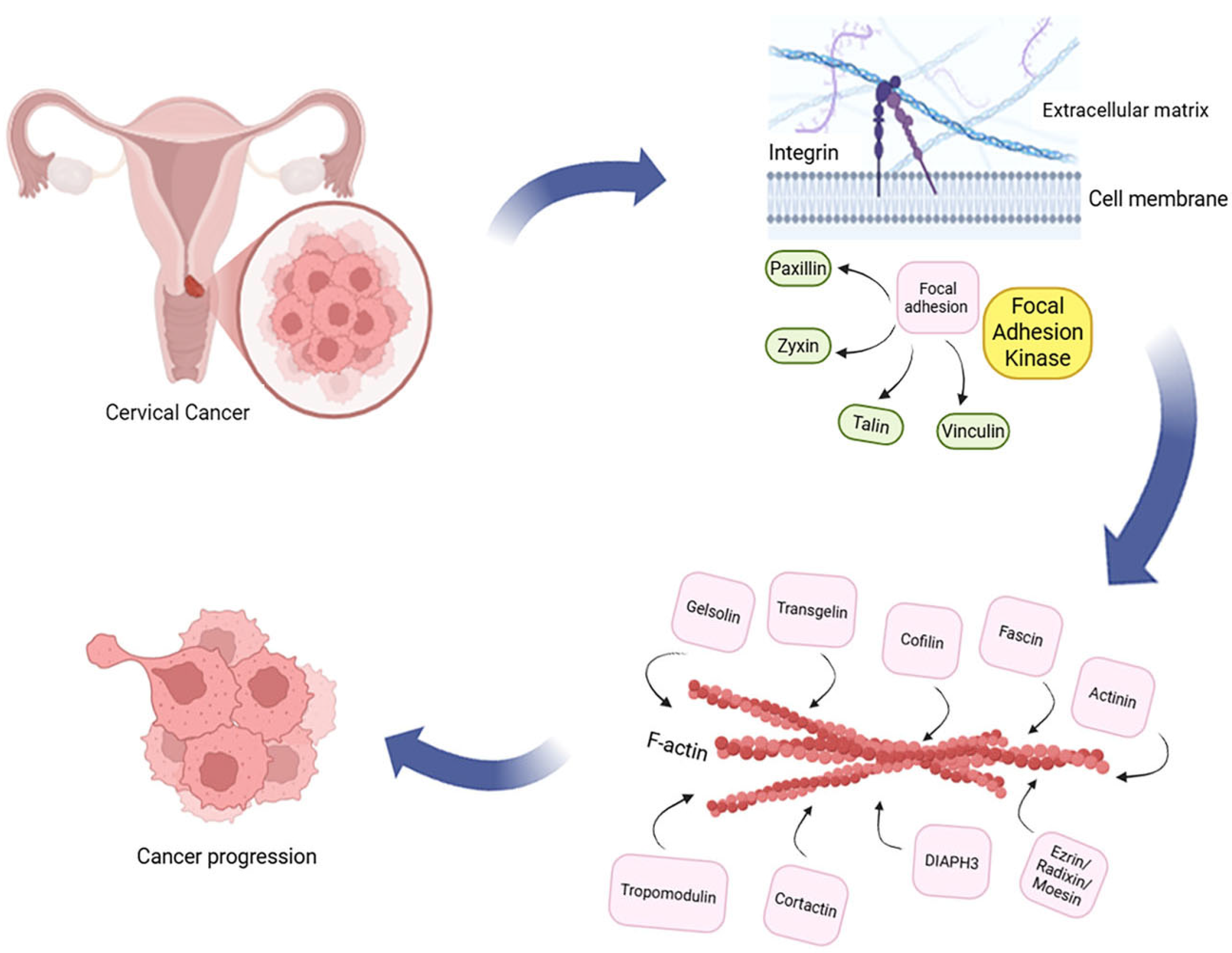 Cells 14 01640 g001 Cells 14 01640 g001