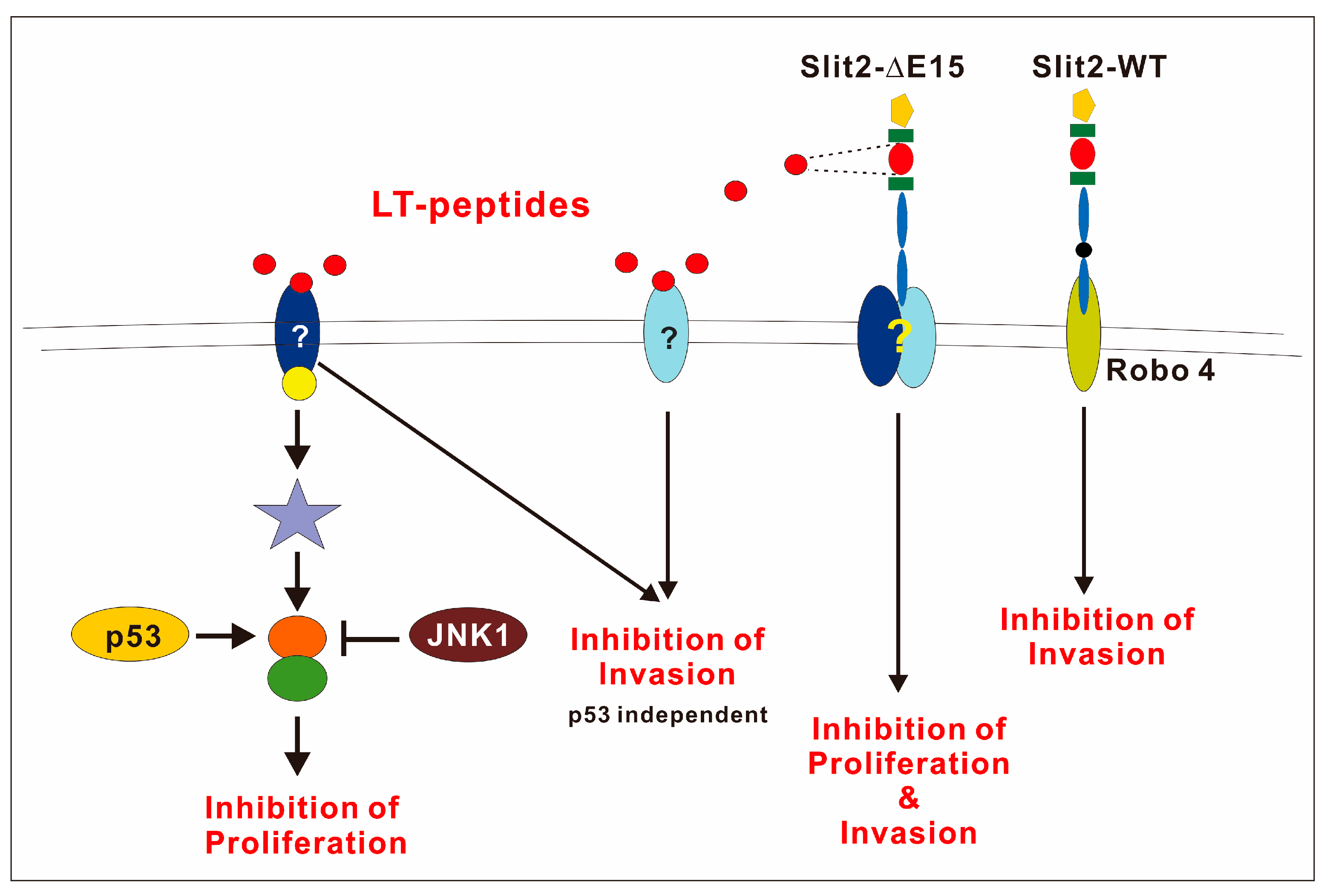Cells 14 01654 g007 Cells 14 01654 g007