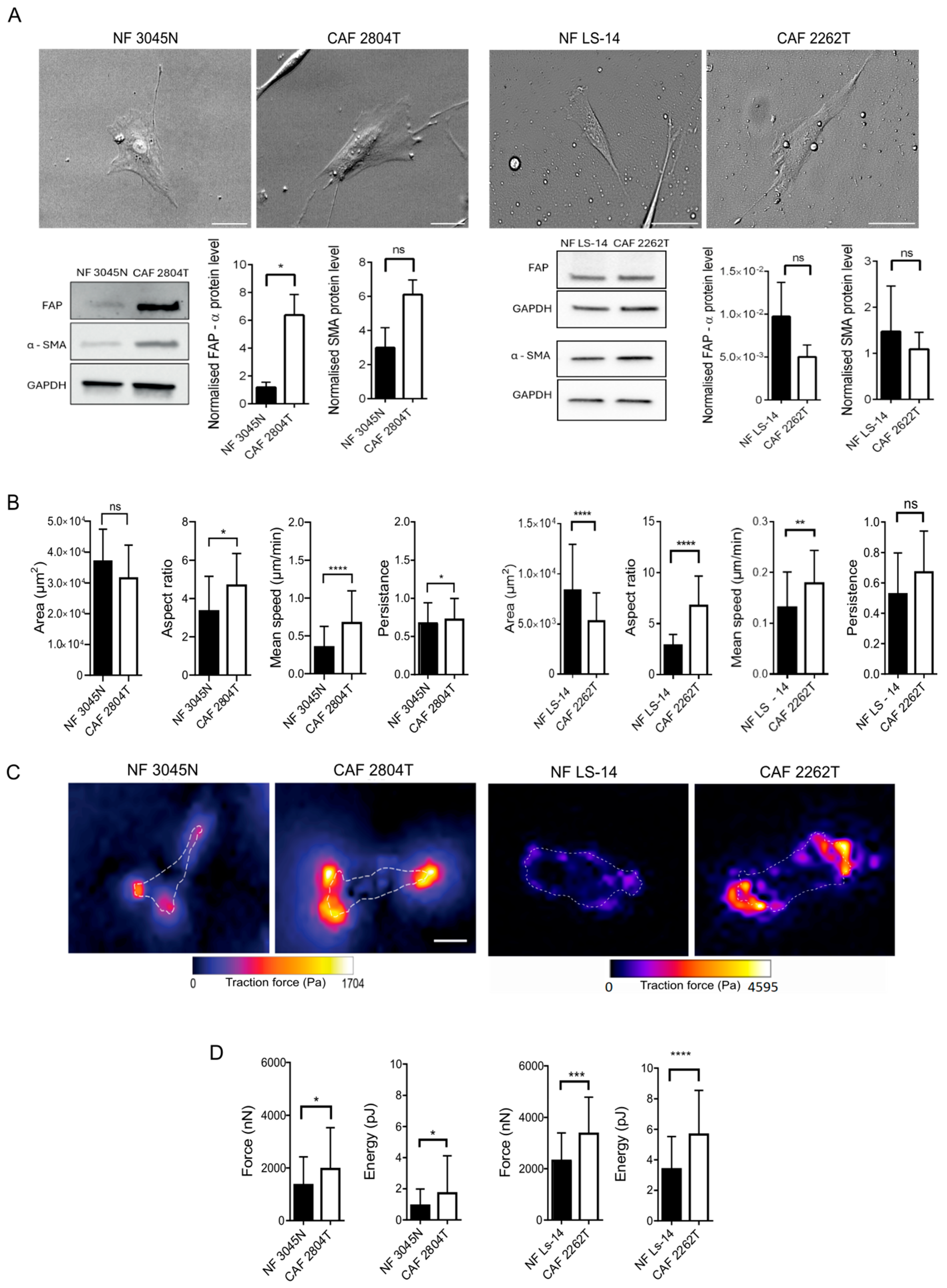 Cells 14 01663 g001 Cells 14 01663 g001