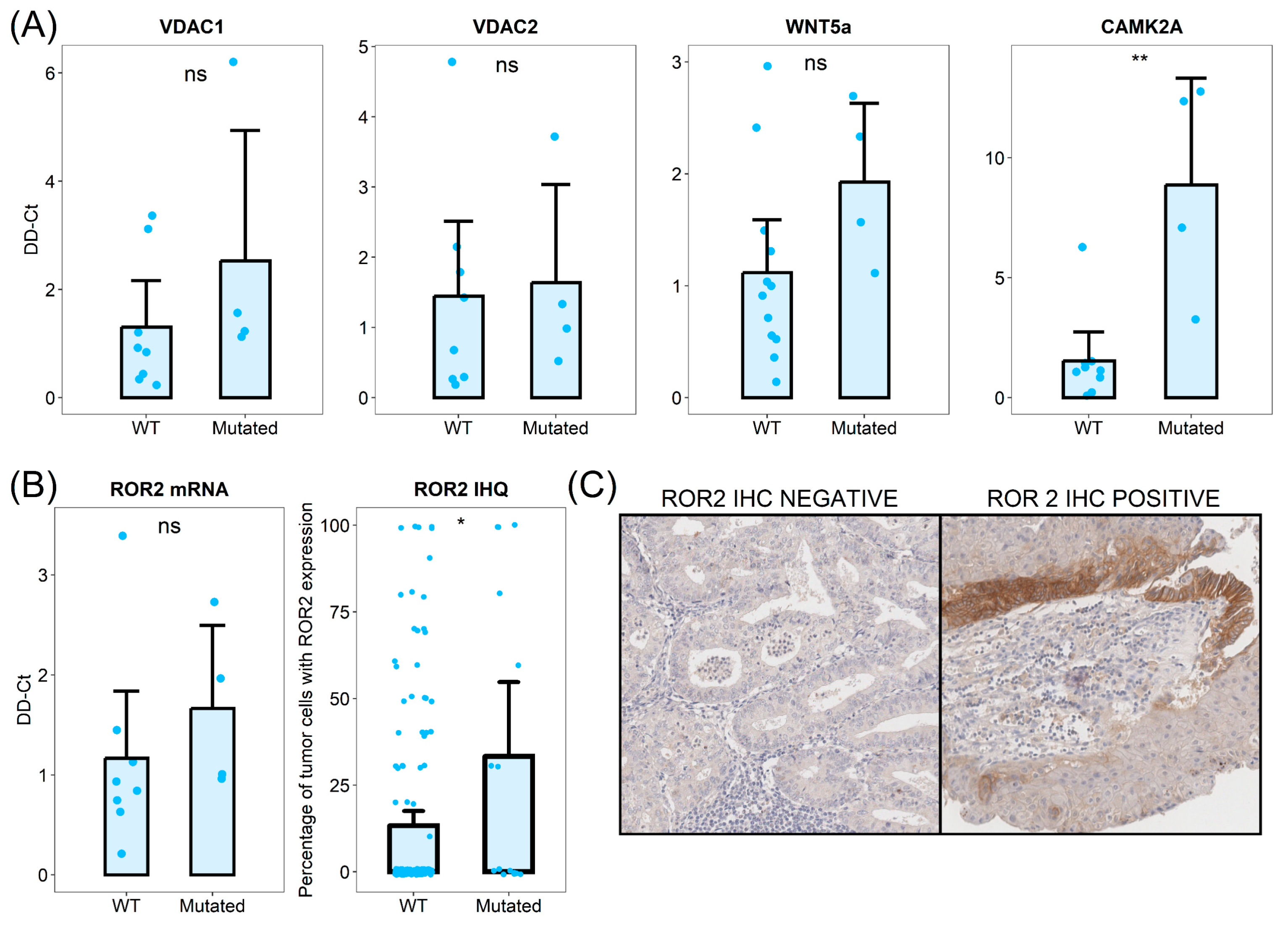 Cells 14 01676 g004 Cells 14 01676 g004