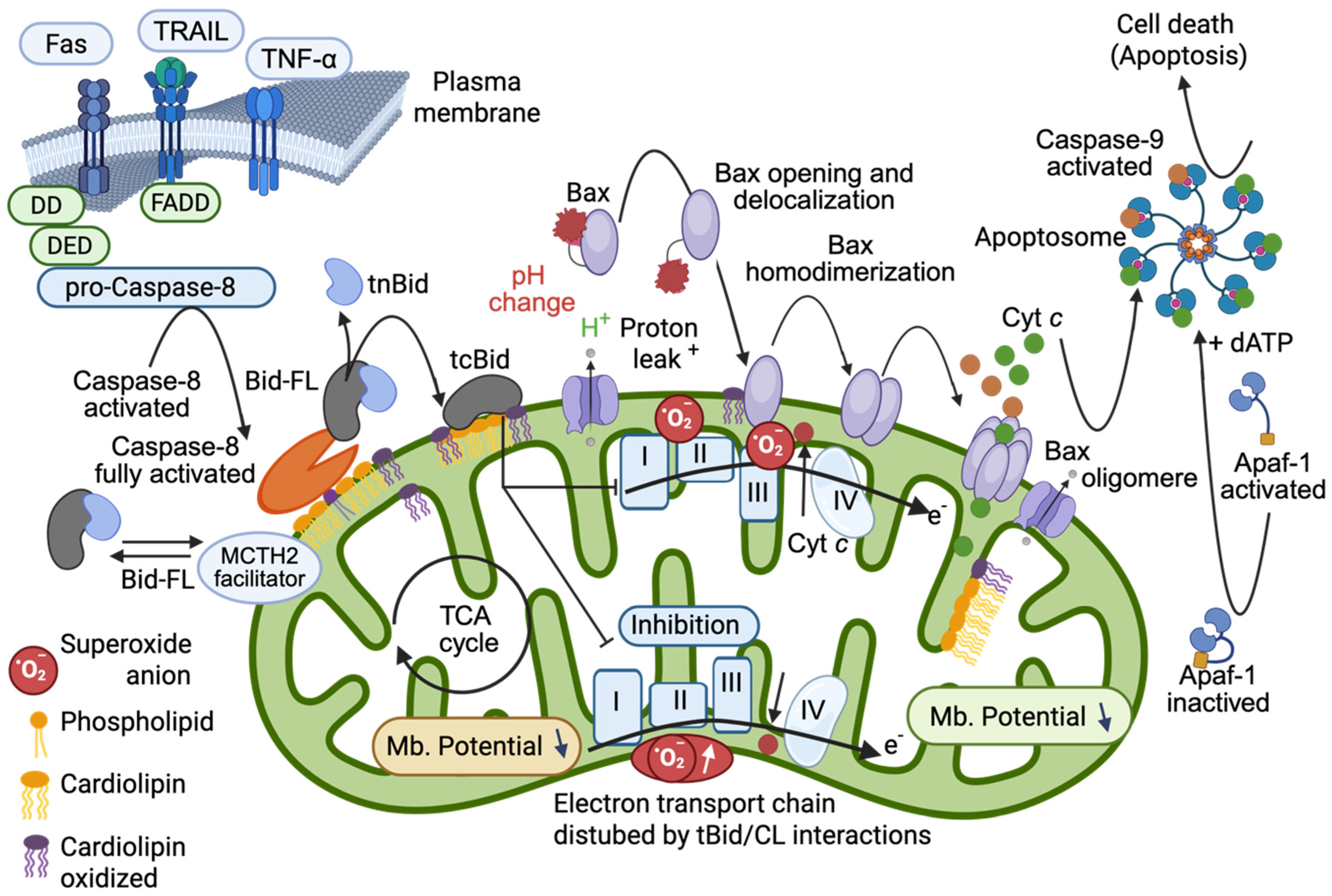 Cells 14 01678 g002 Cells 14 01678 g002