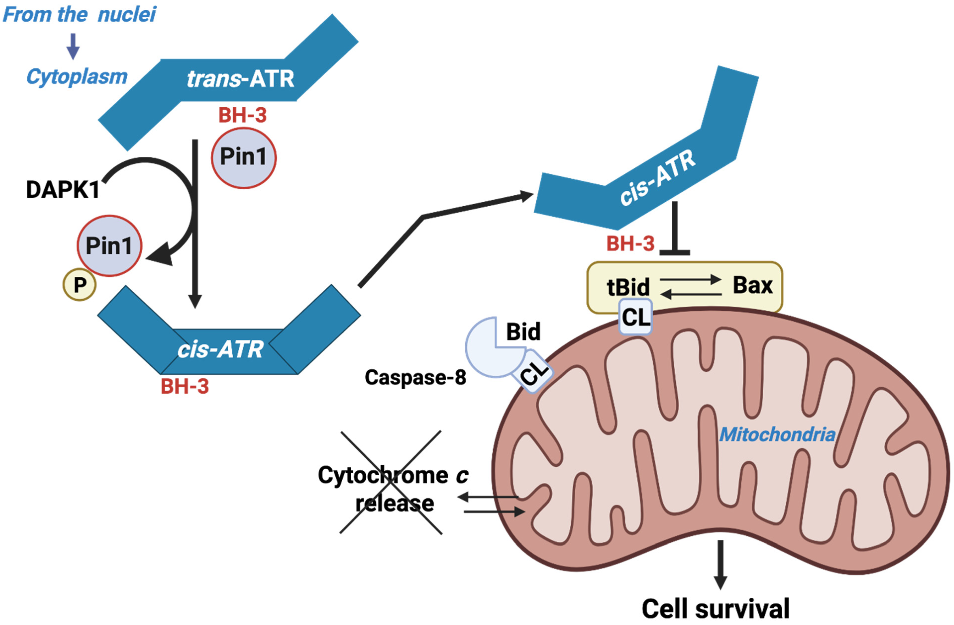 Cells 14 01678 g003 Cells 14 01678 g003
