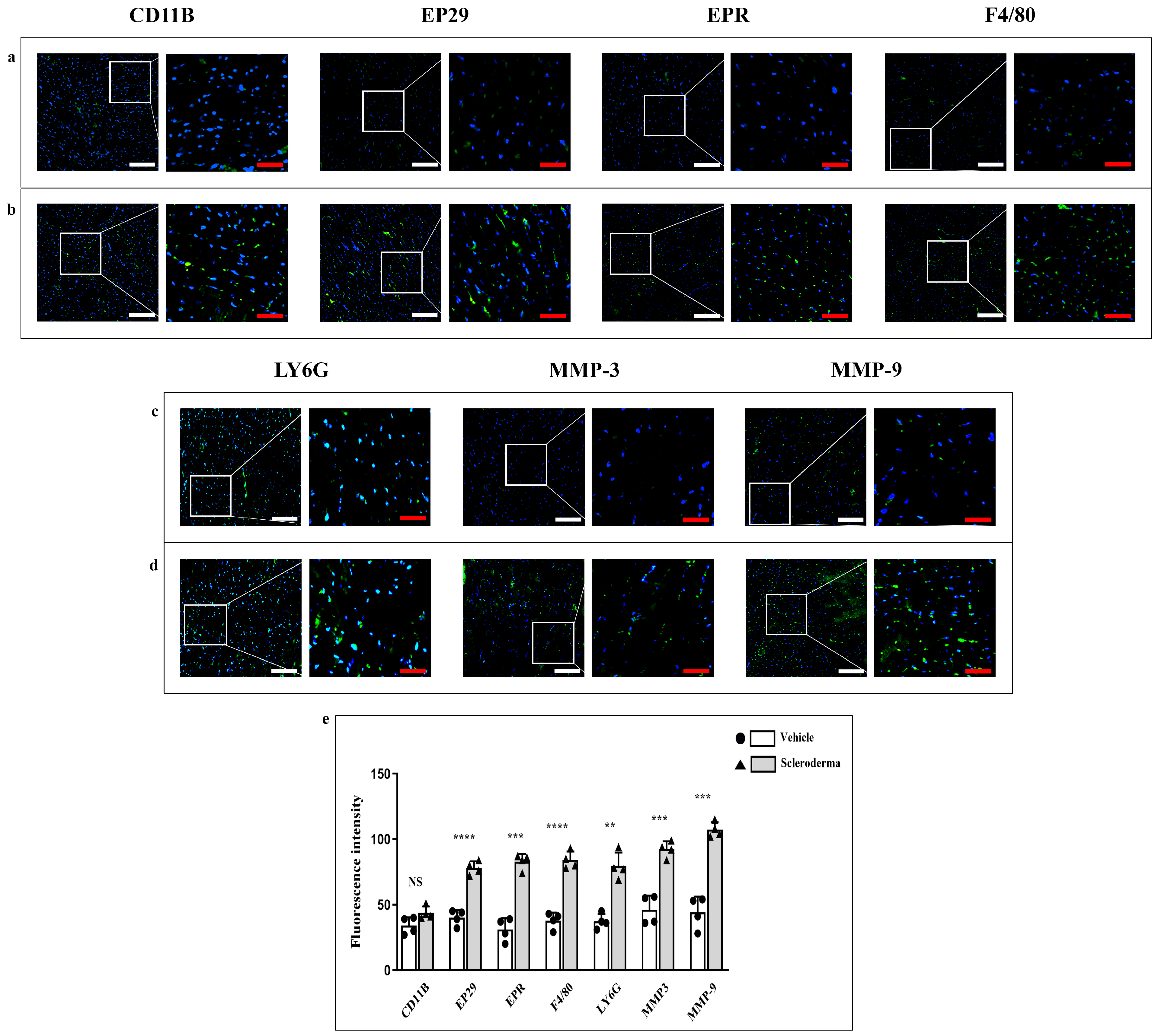 Cells 14 01679 g003 Cells 14 01679 g003
