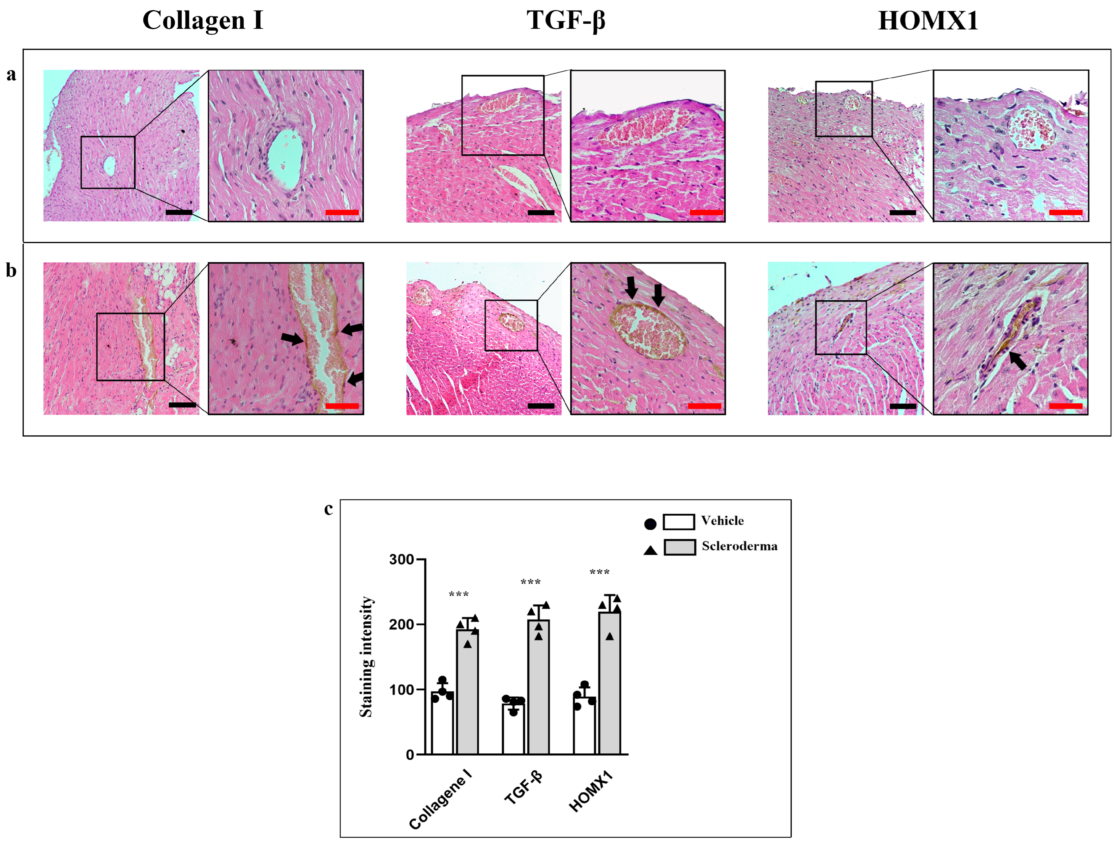 Cells 14 01679 g006 Cells 14 01679 g006