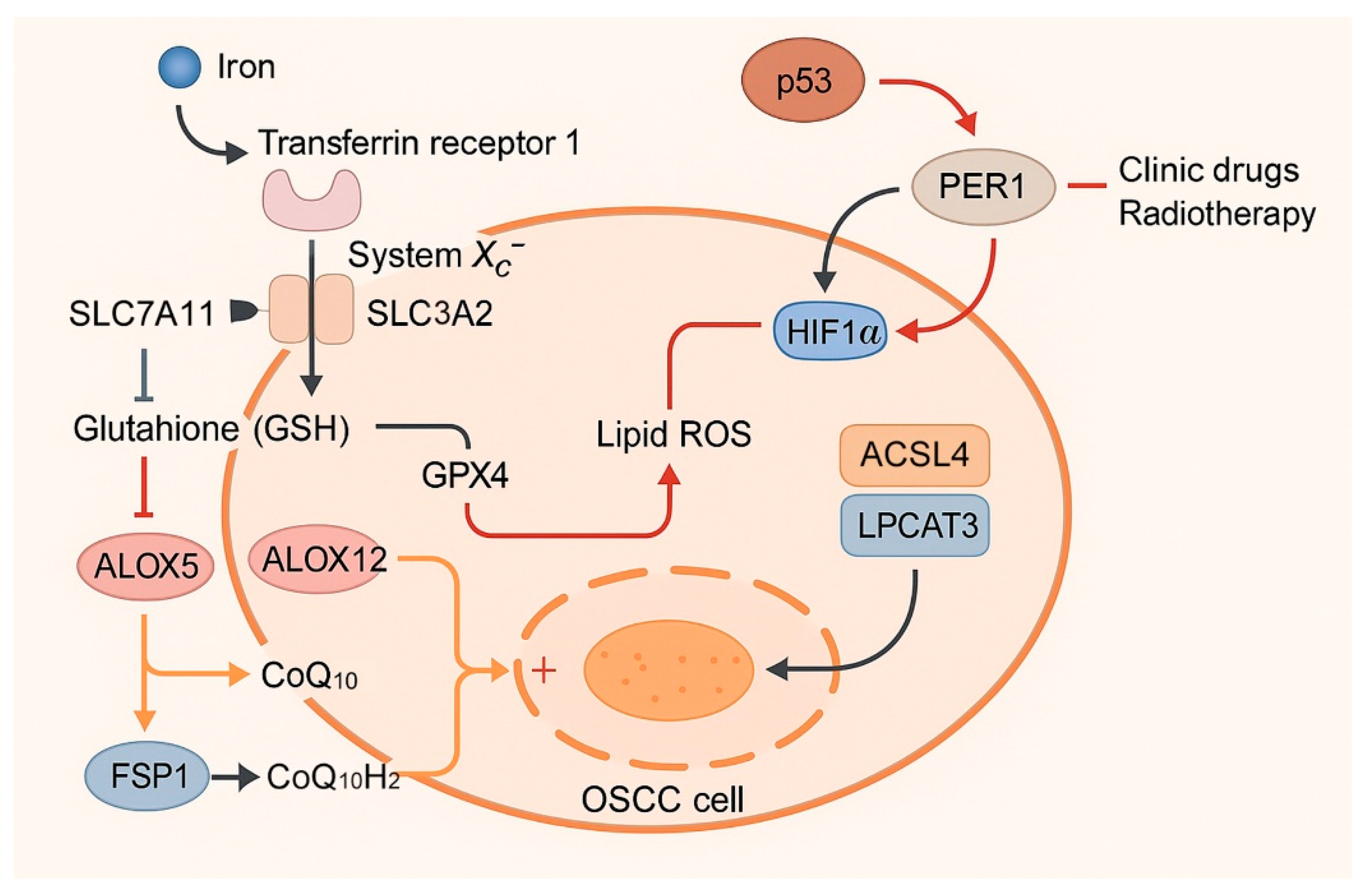Cells 14 01685 g002 Cells 14 01685 g002