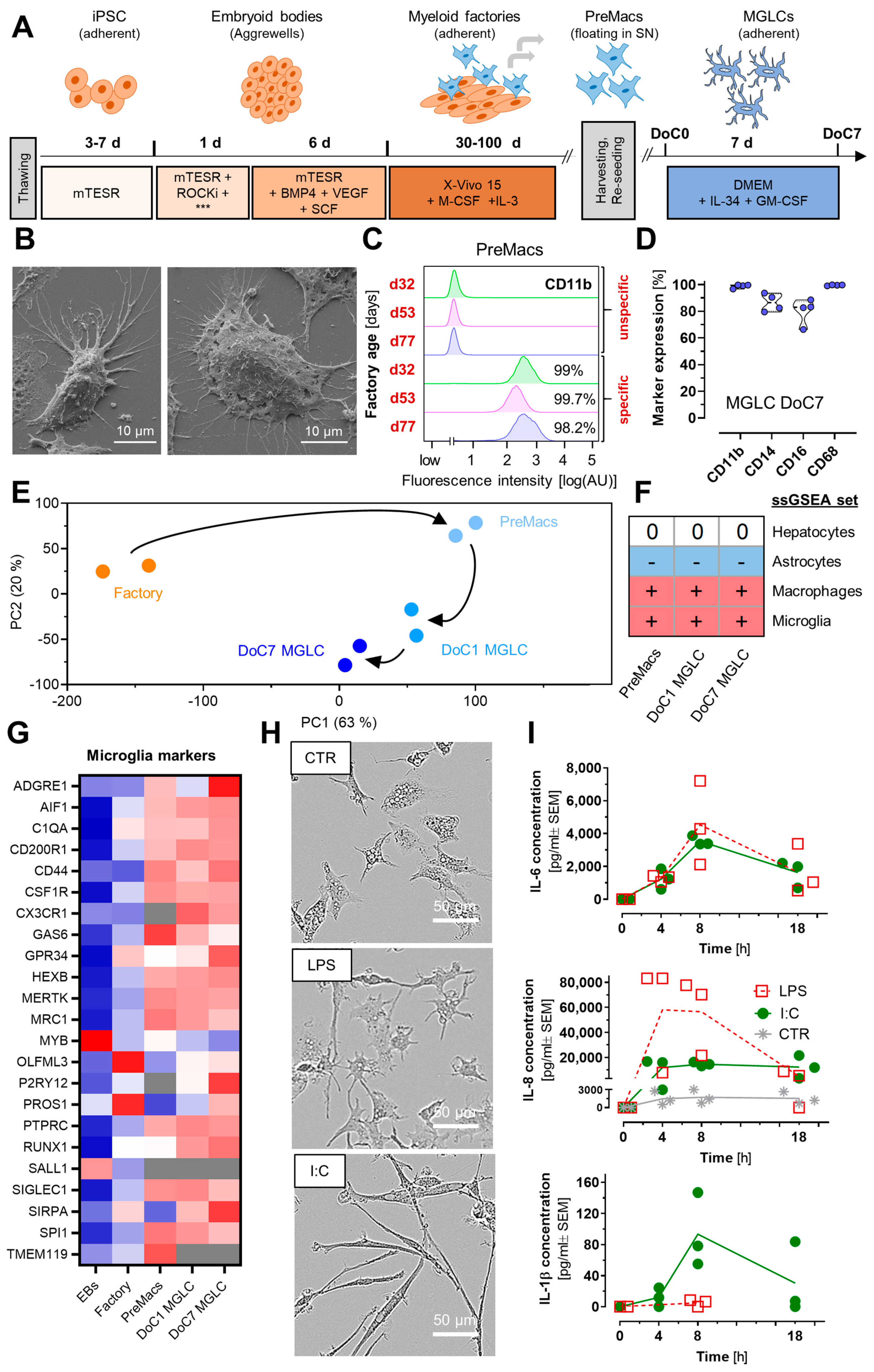 Cells 14 01687 g001 Cells 14 01687 g001