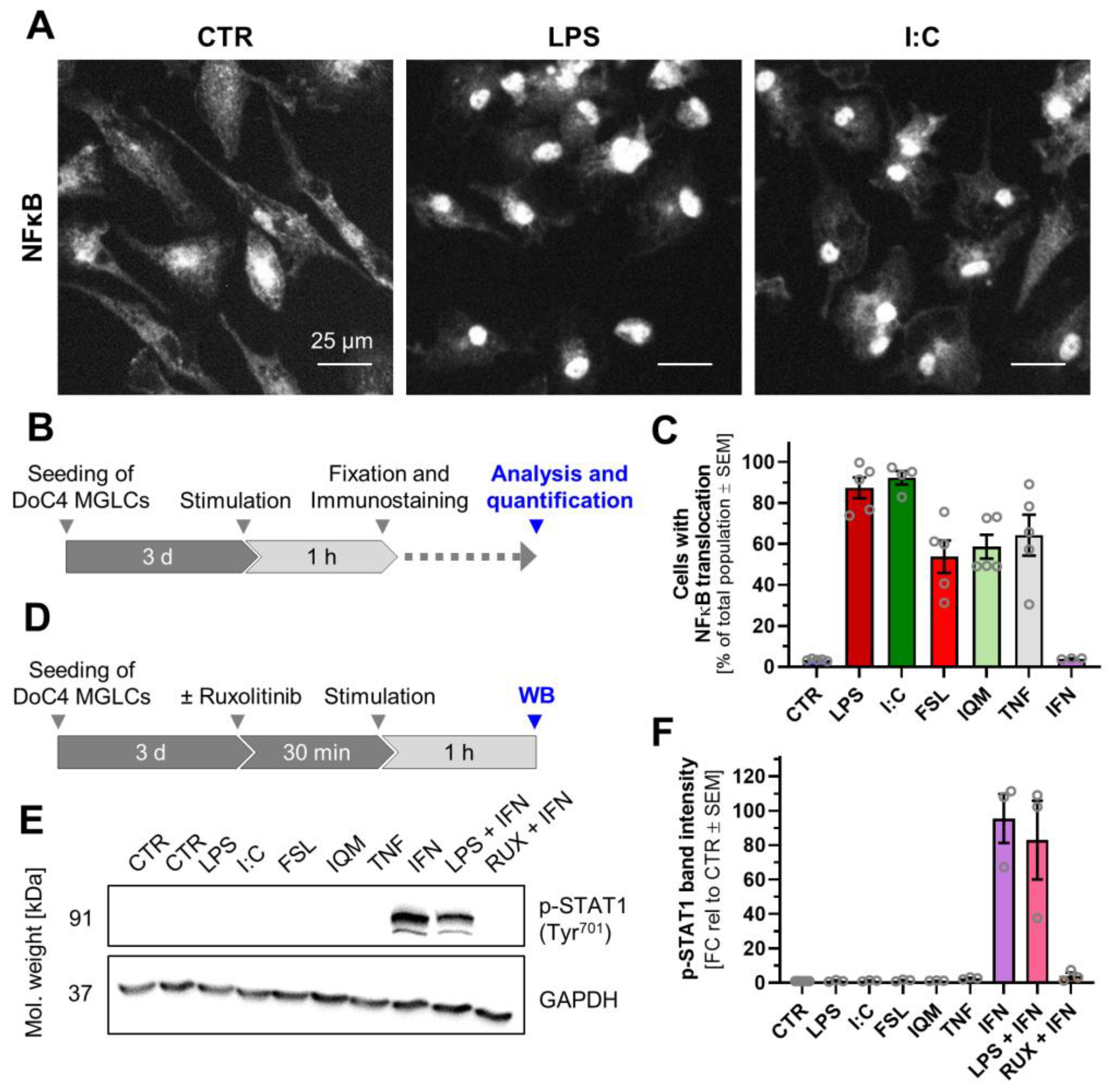 Cells 14 01687 g003 Cells 14 01687 g003