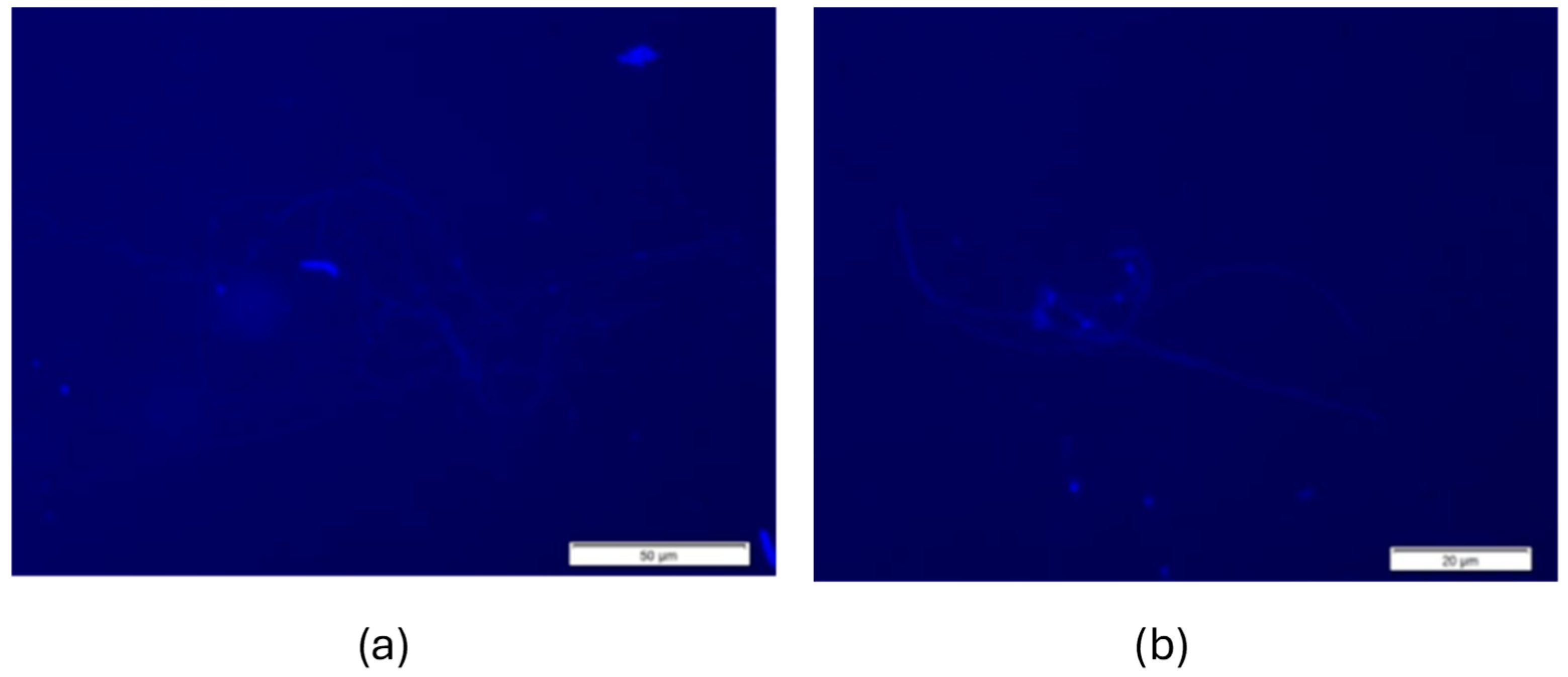 Cells 14 01689 g006 Cells 14 01689 g006