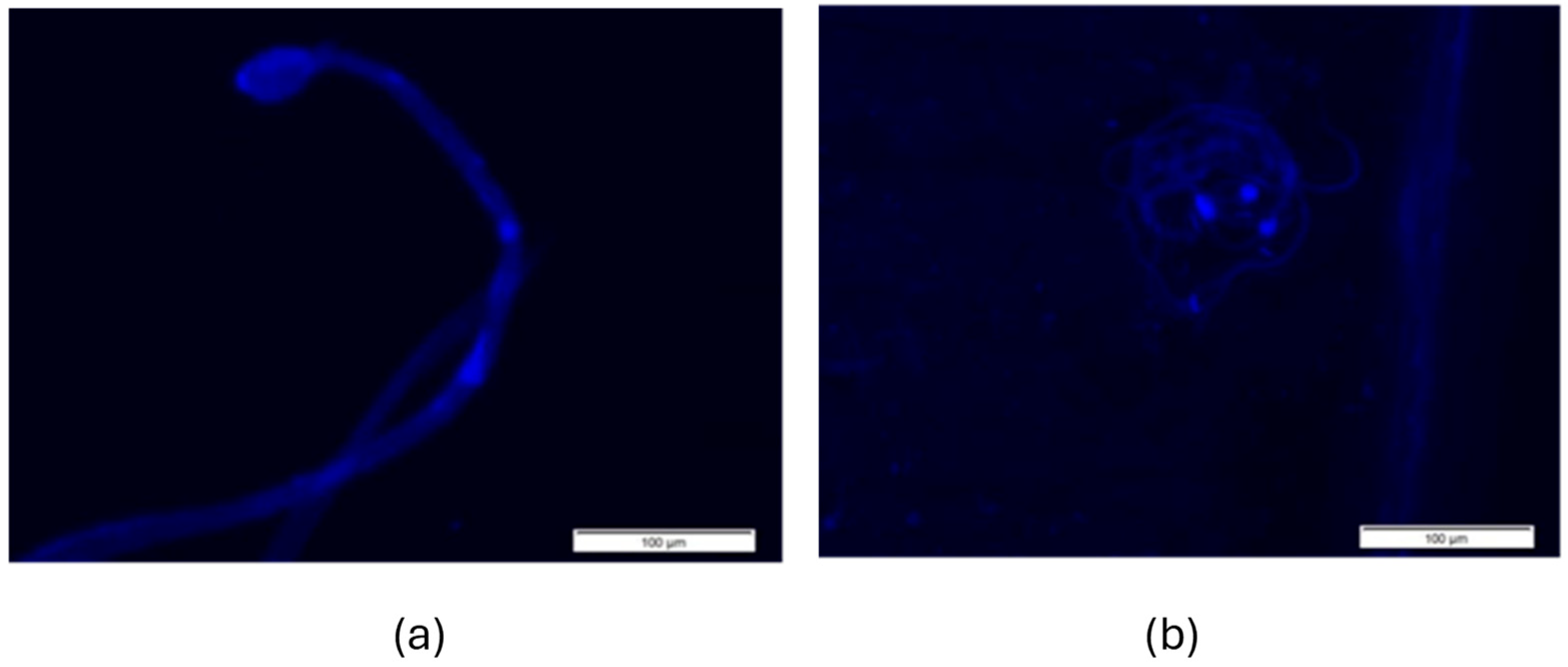 Cells 14 01689 g007 Cells 14 01689 g007