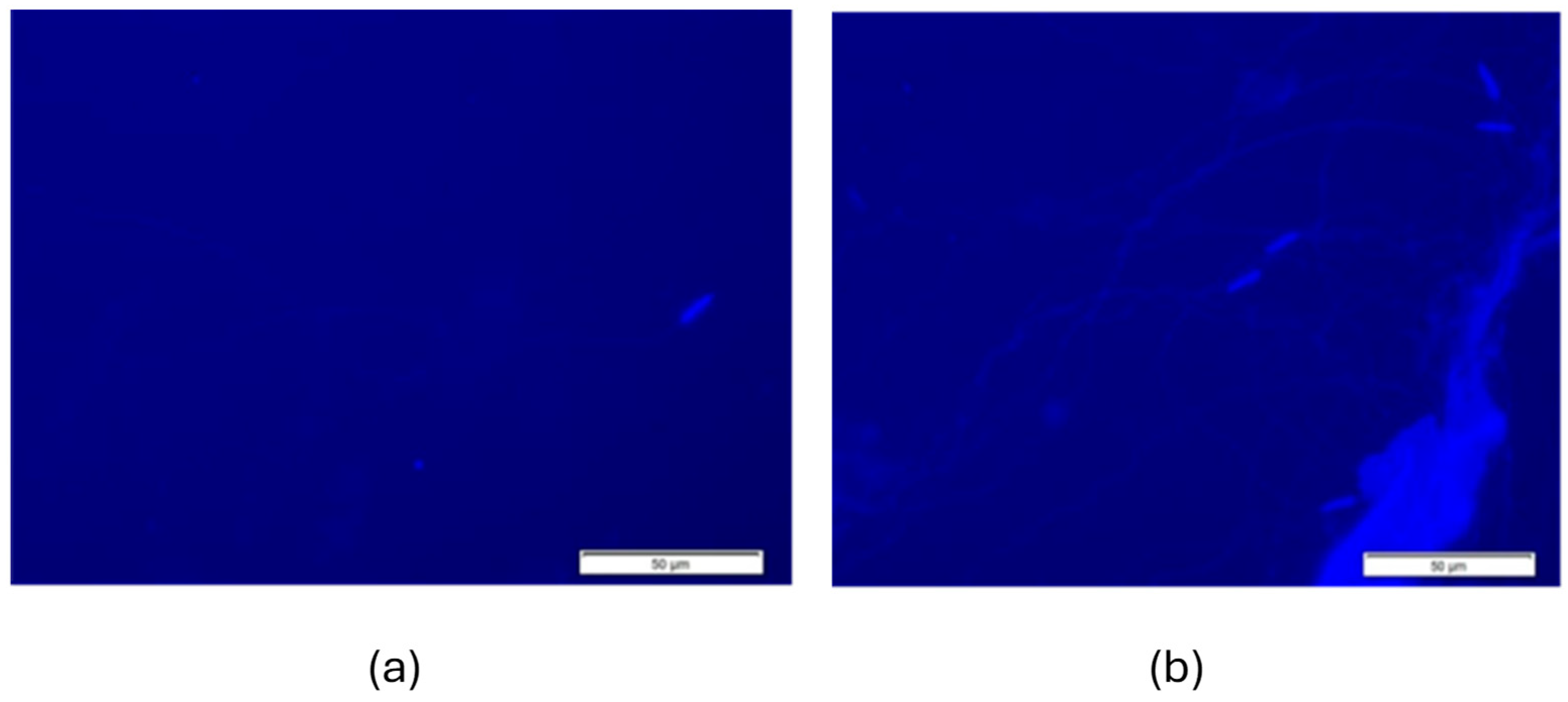 Cells 14 01689 g008 Cells 14 01689 g008