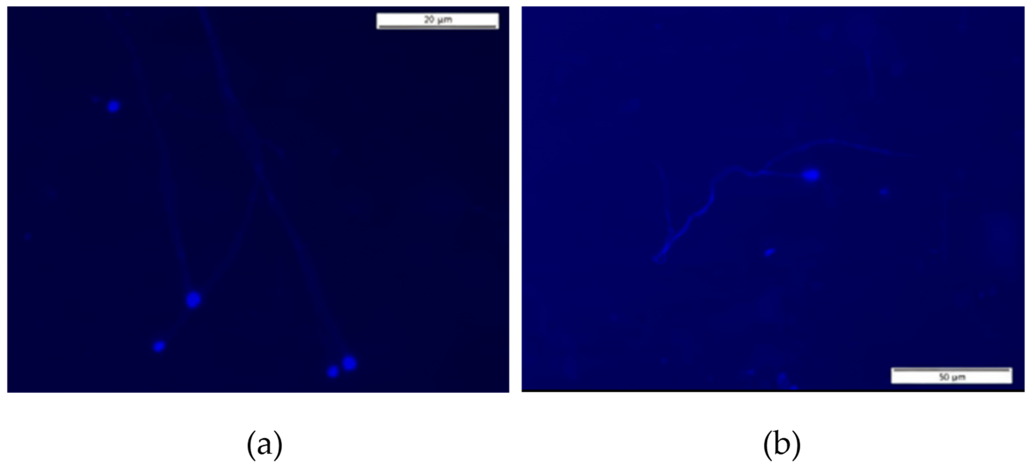 Cells 14 01689 g009 Cells 14 01689 g009