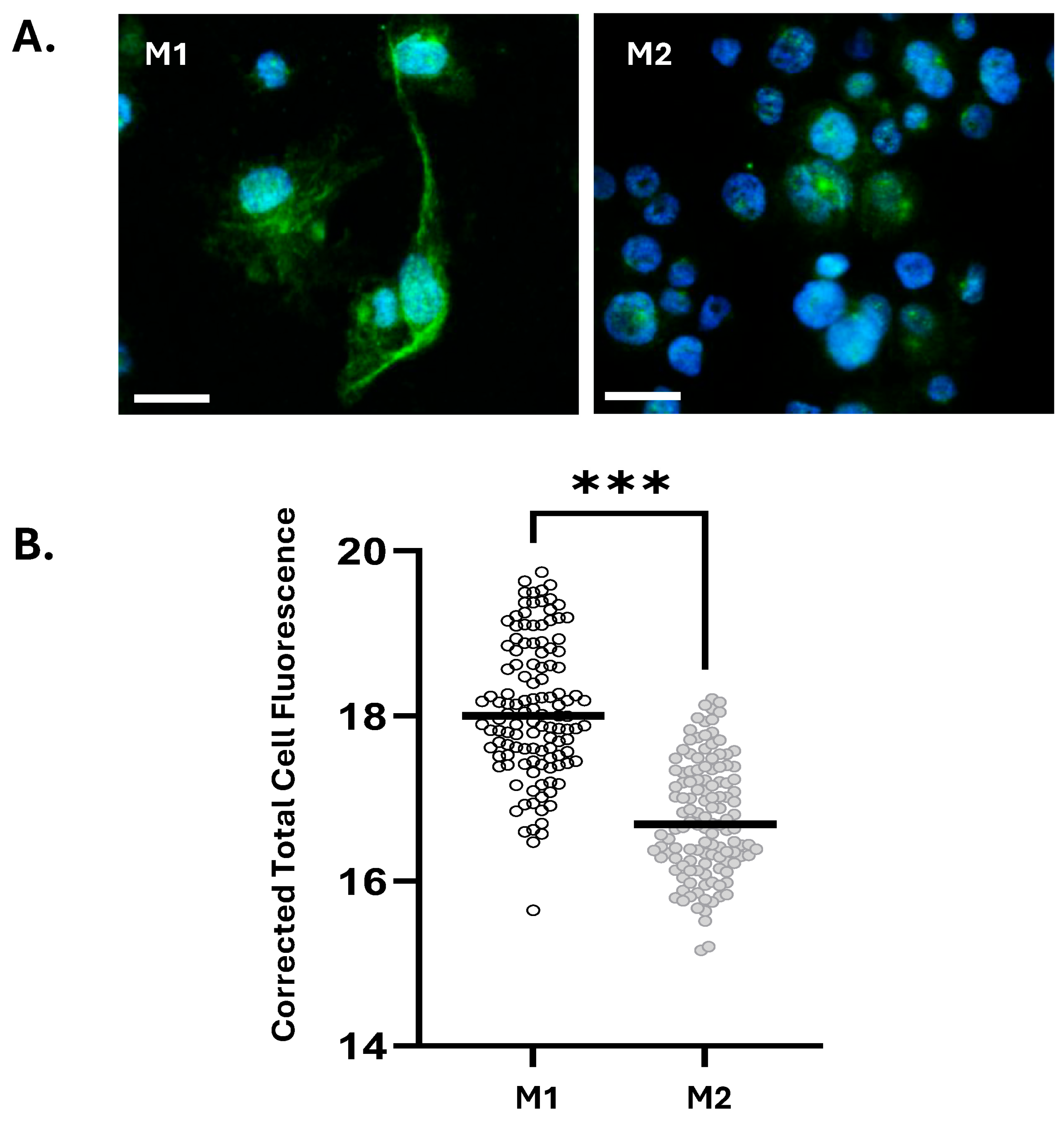 Cells 14 01692 g002 Cells 14 01692 g002