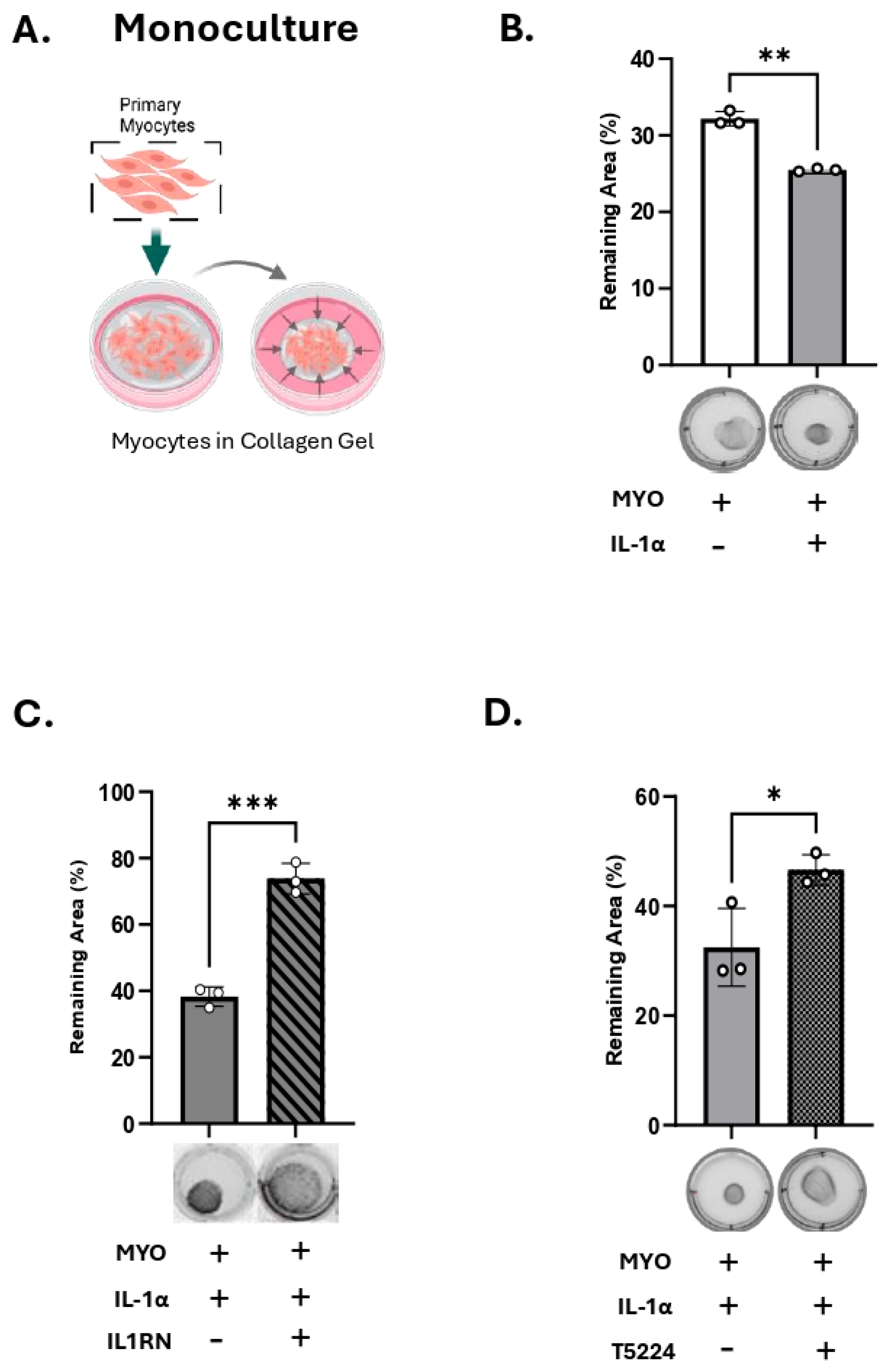 Cells 14 01692 g004 Cells 14 01692 g004