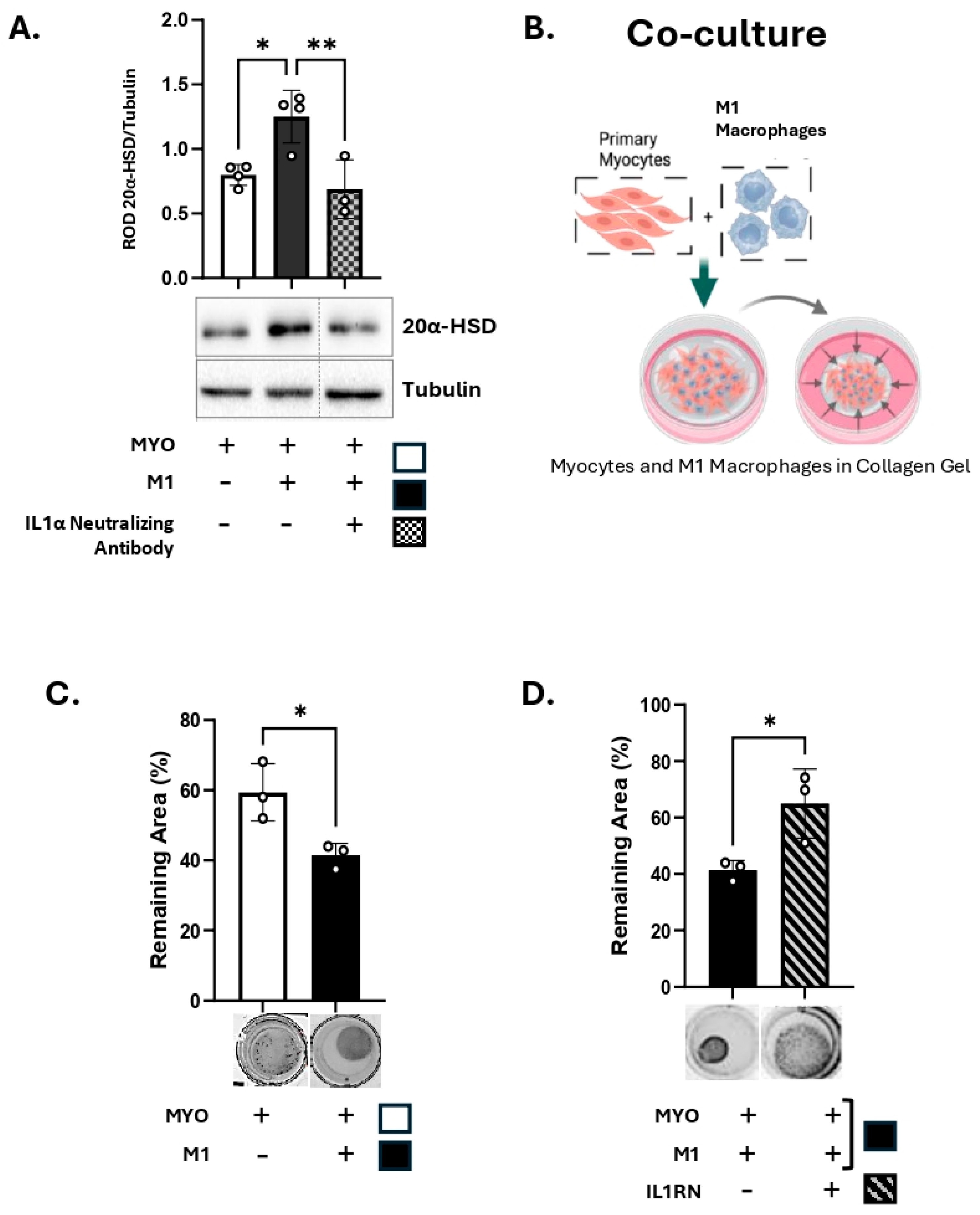 Cells 14 01692 g005 Cells 14 01692 g005