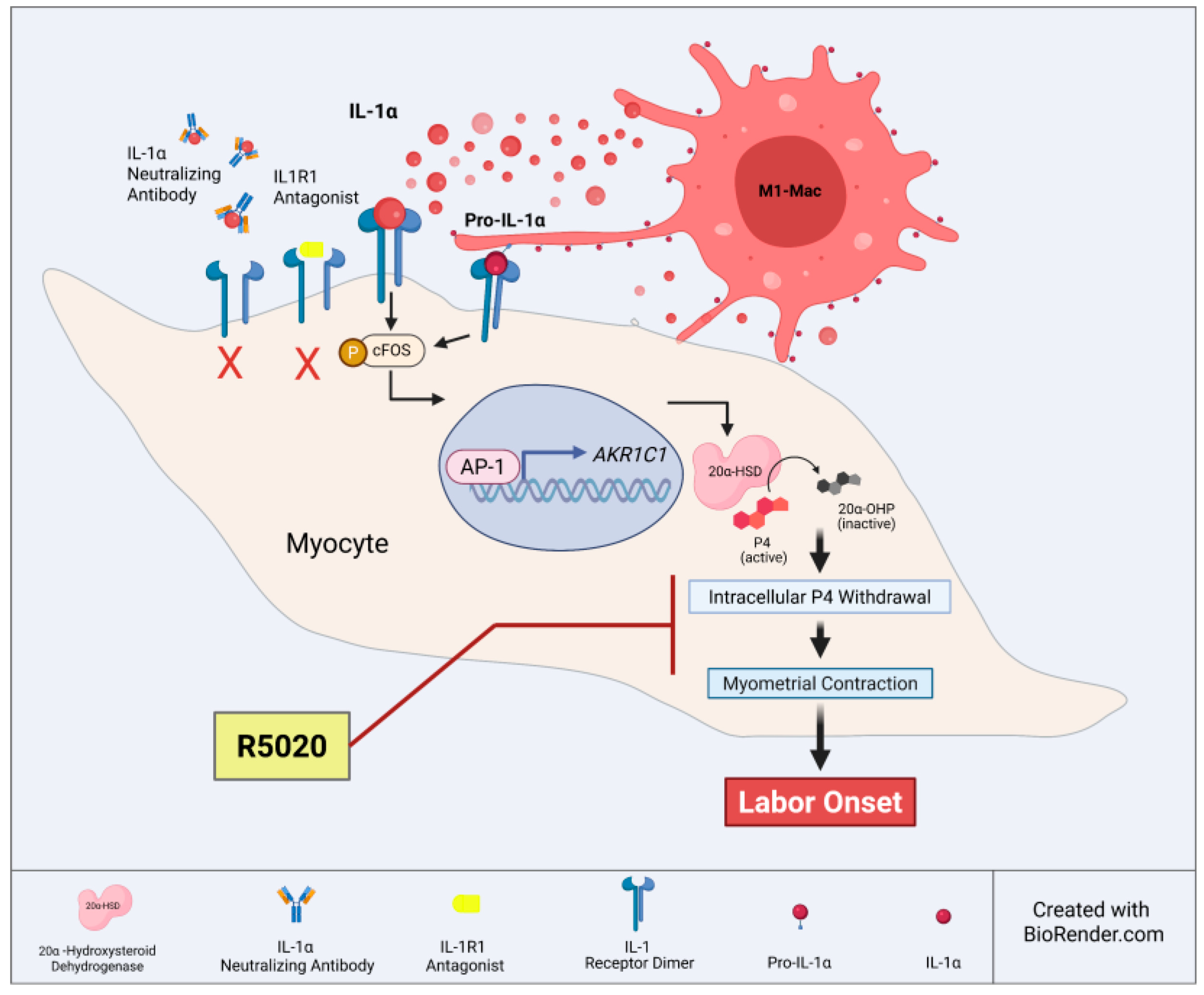 Cells 14 01692 g007 Cells 14 01692 g007