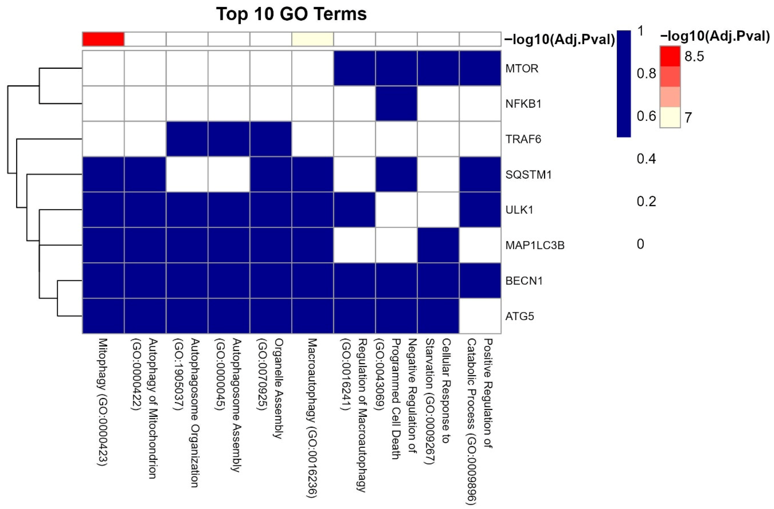 Cells 14 01693 g011 Cells 14 01693 g011