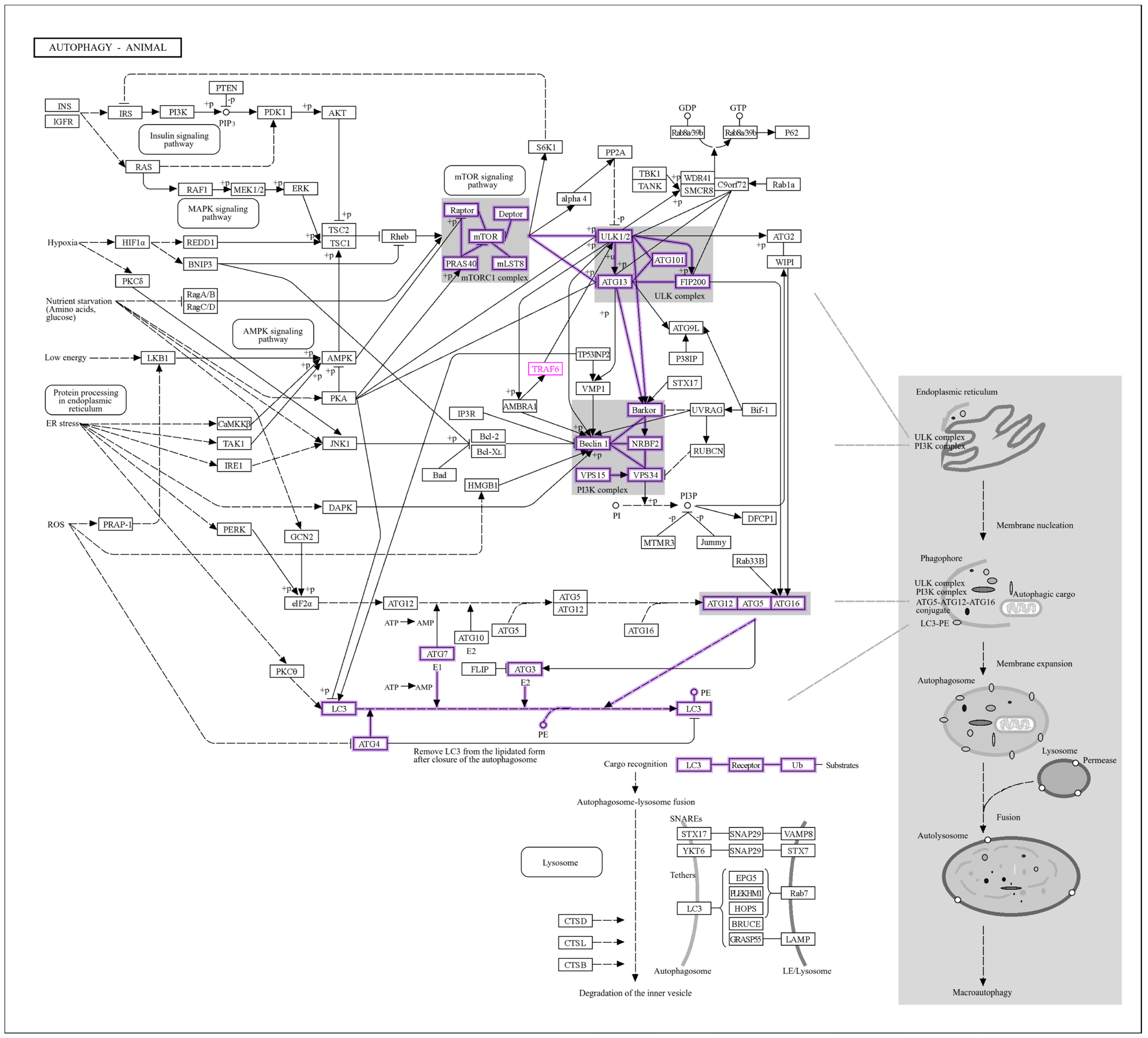 Cells 14 01693 g012 Cells 14 01693 g012