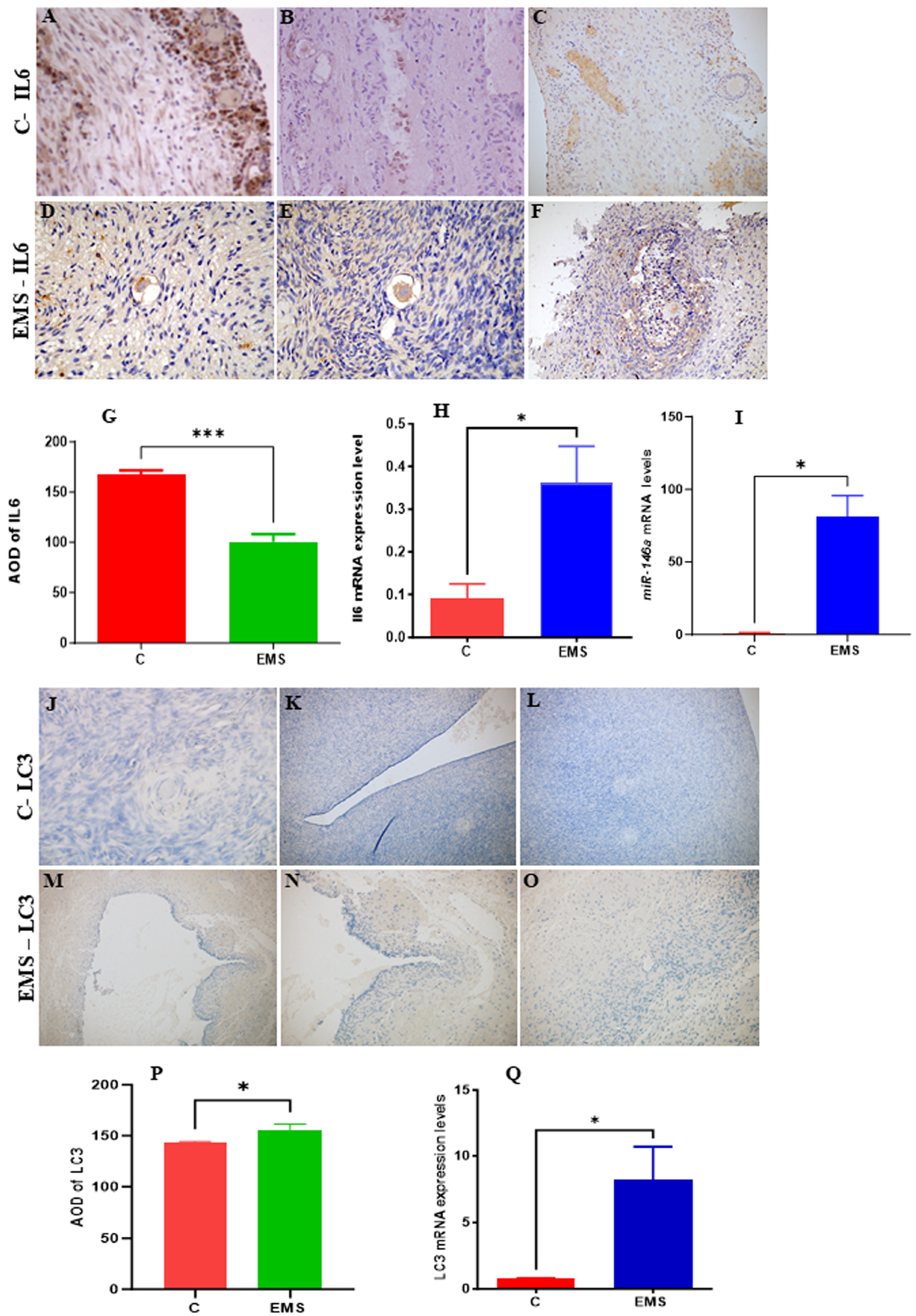 Cells 14 01693 g014 Cells 14 01693 g014