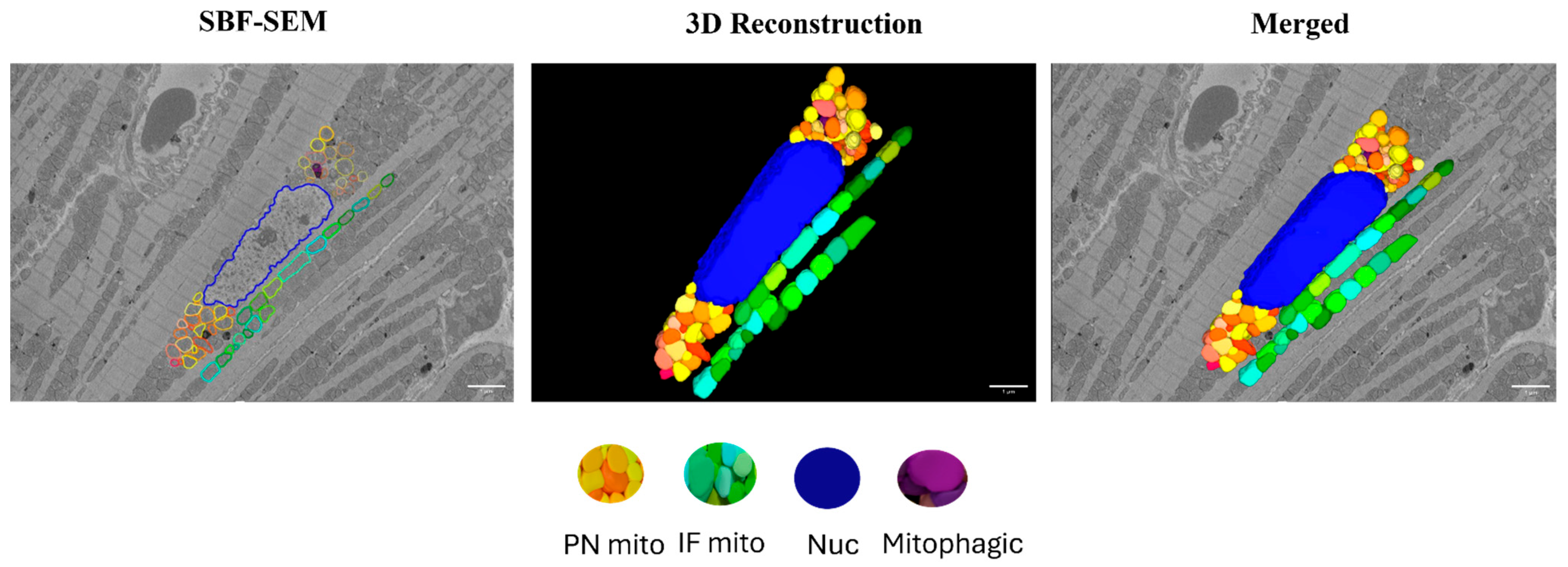 Cells 14 01698 g002 Cells 14 01698 g002