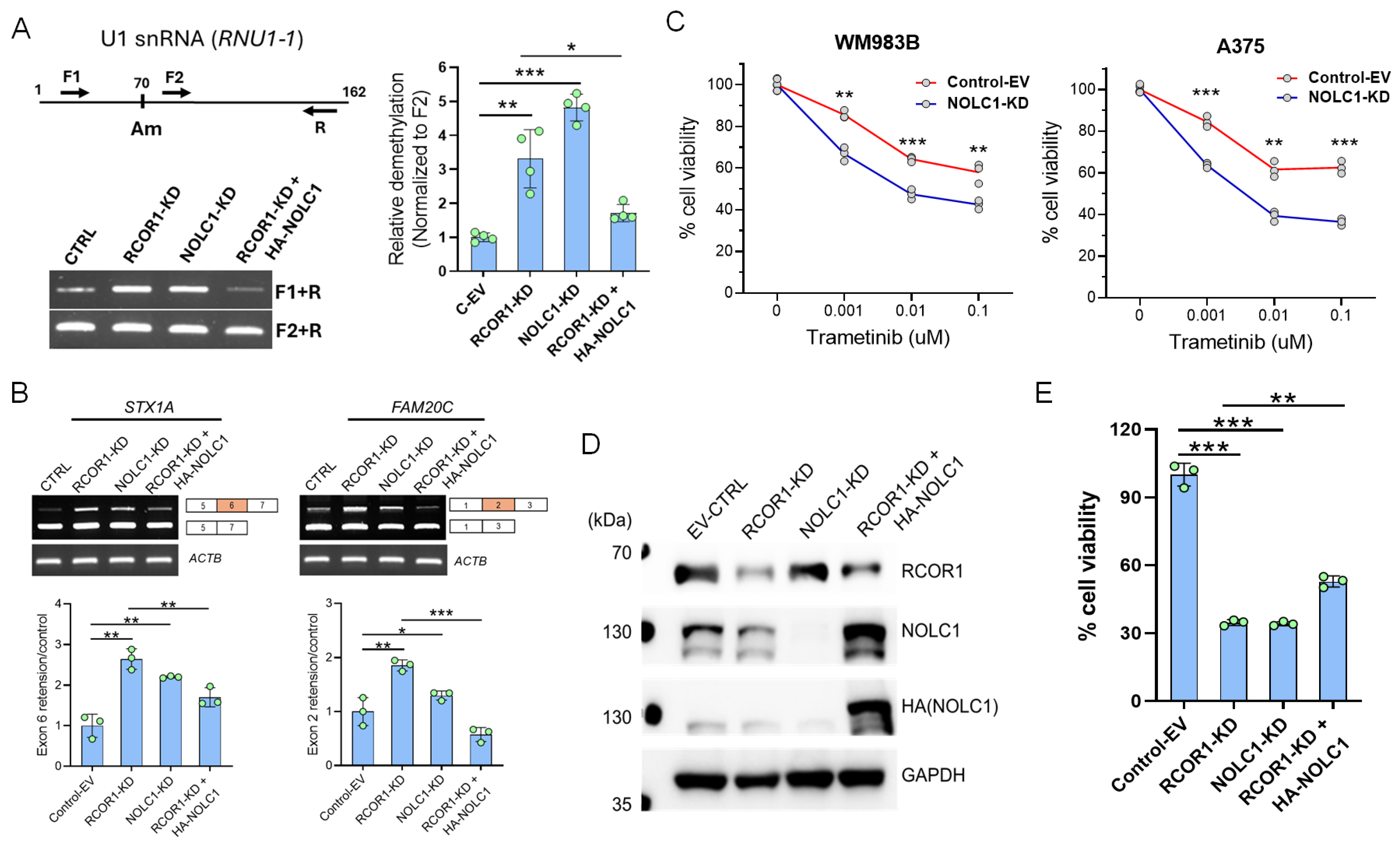 Cells 14 01699 g004 Cells 14 01699 g004