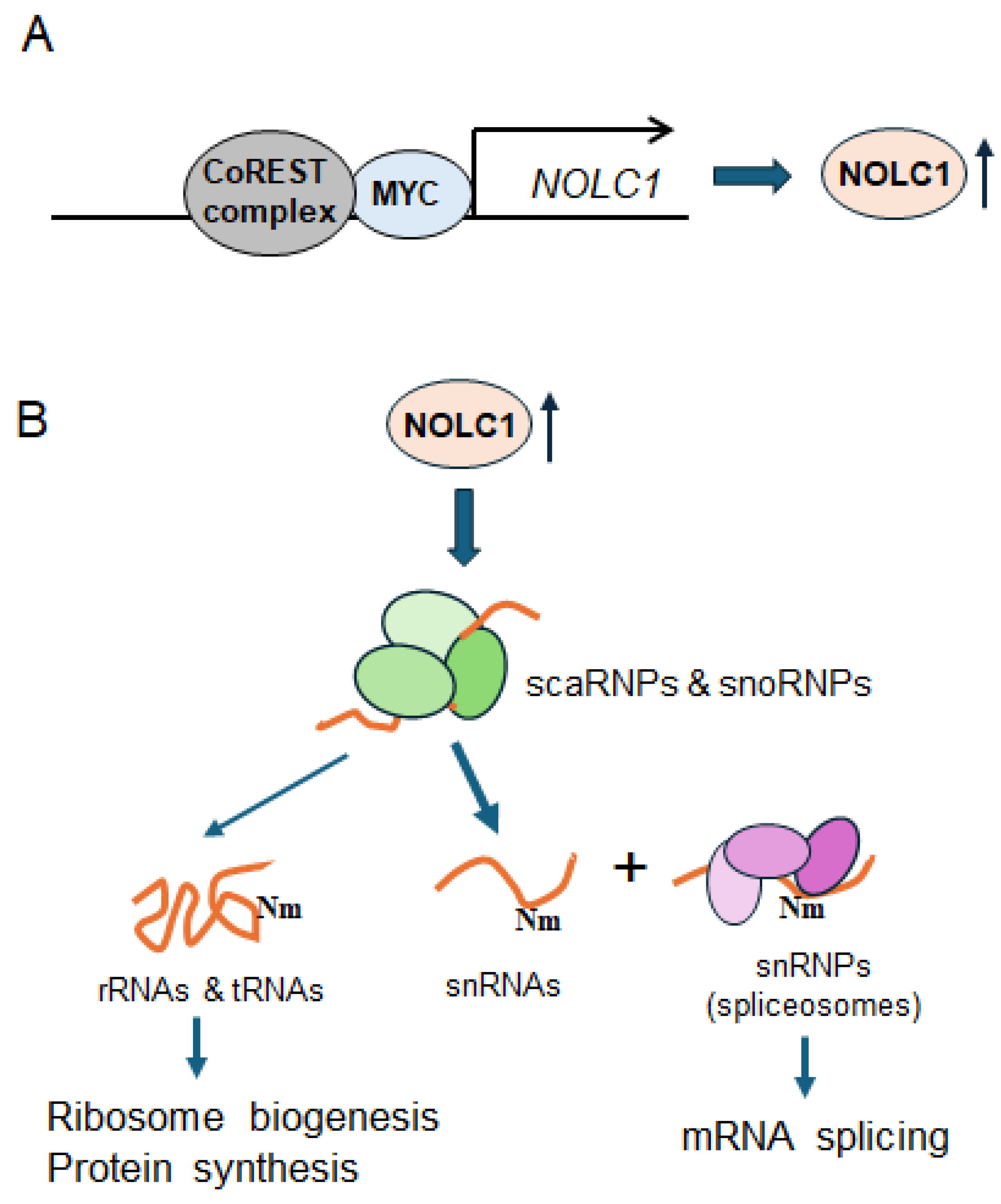 Cells 14 01699 g005 Cells 14 01699 g005