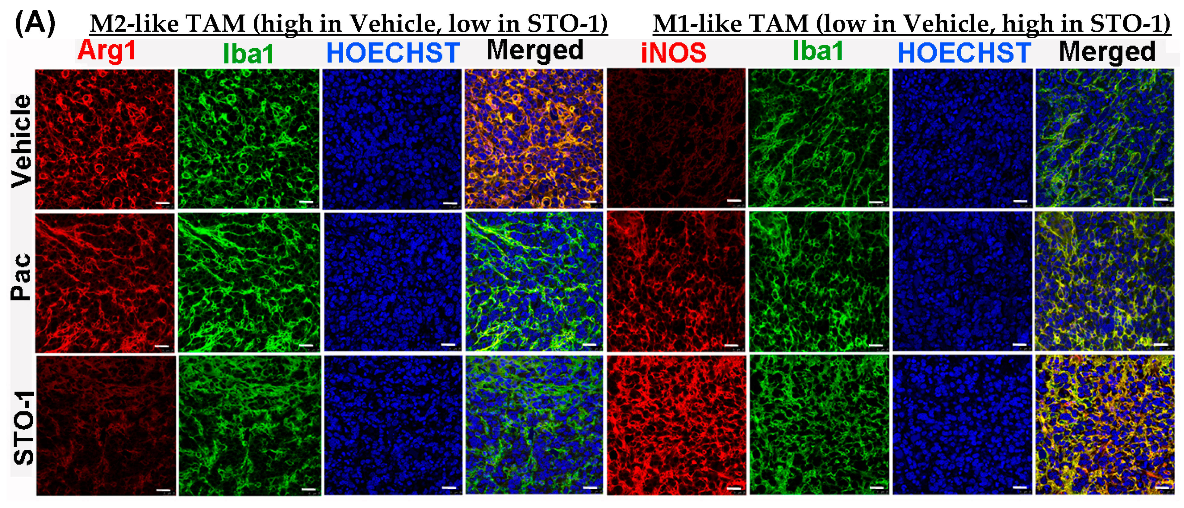Cells 14 01703 g005a