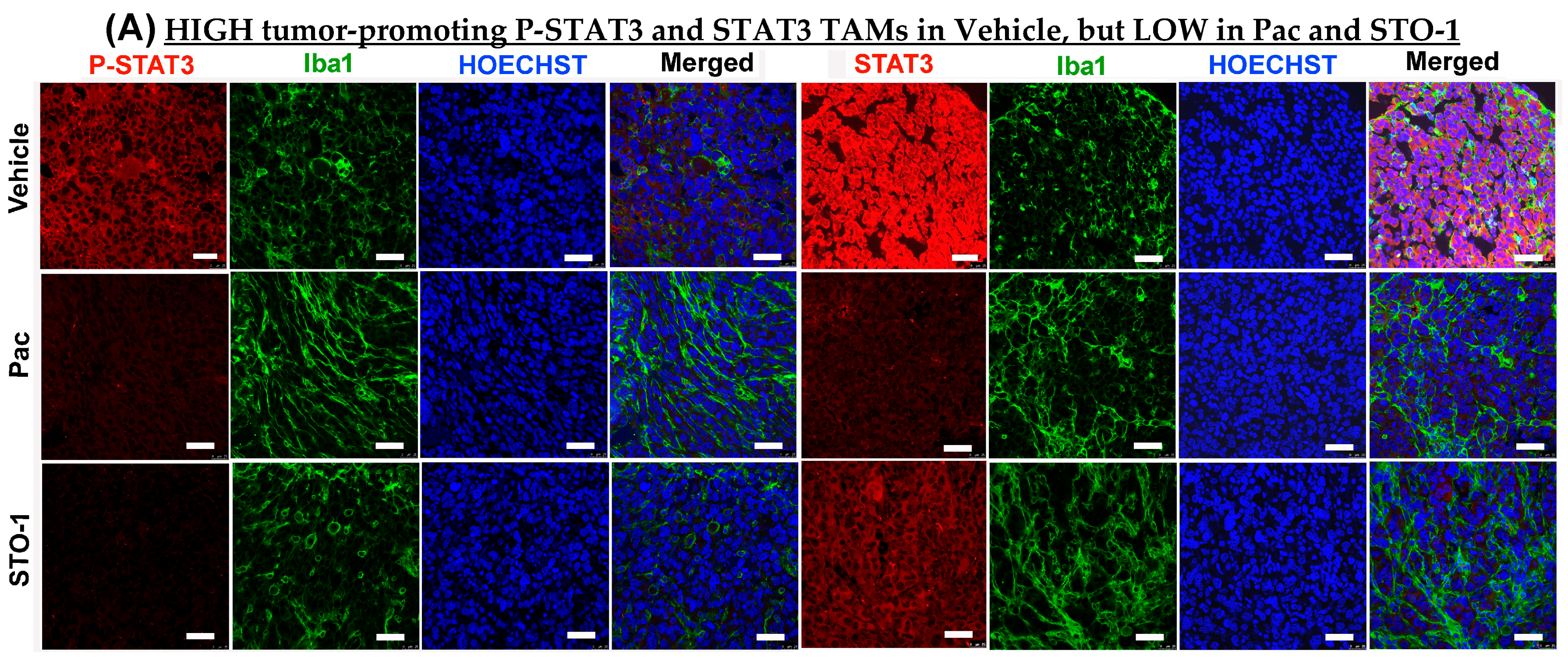 Cells 14 01703 g006a