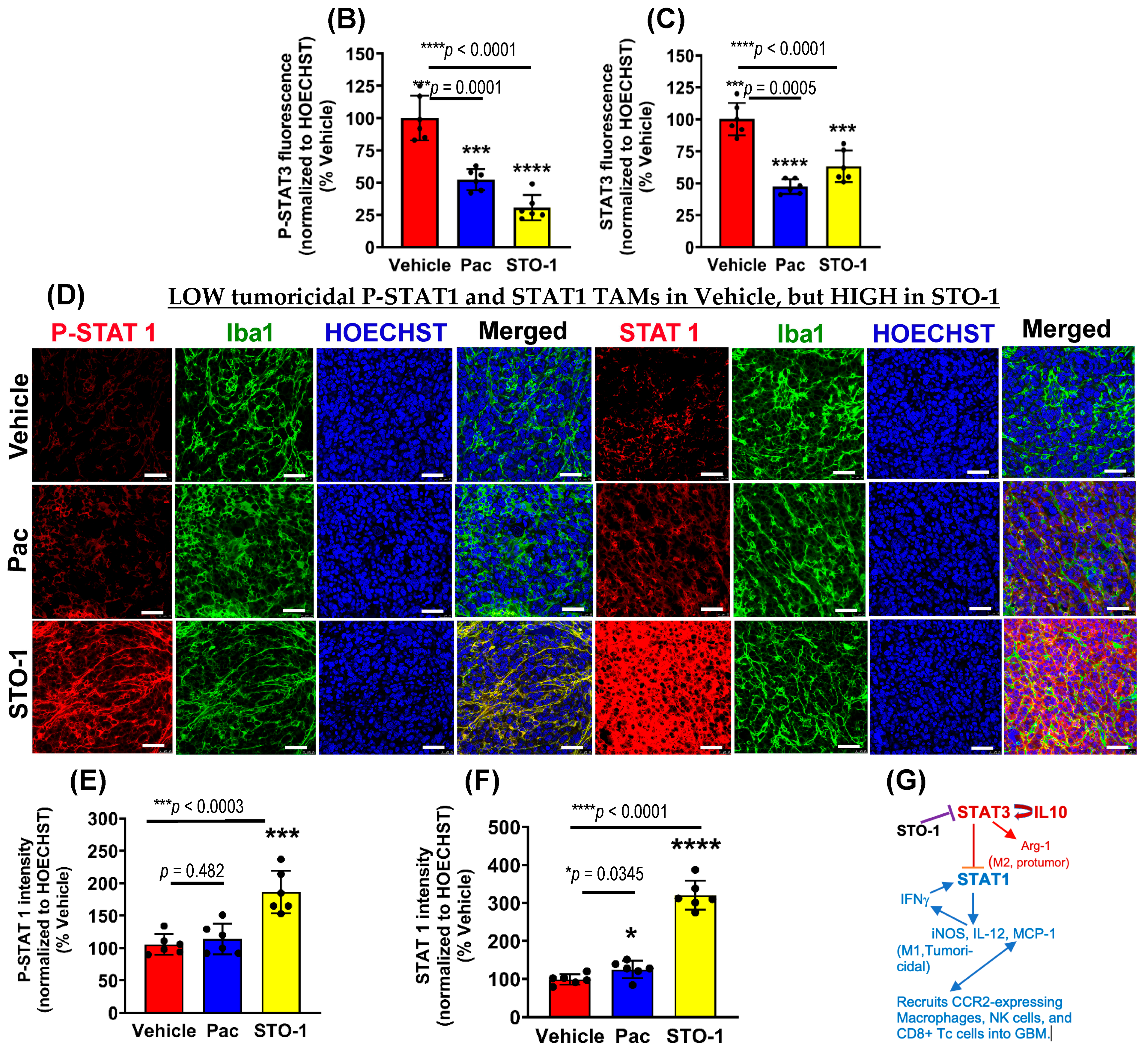 Cells 14 01703 g006b