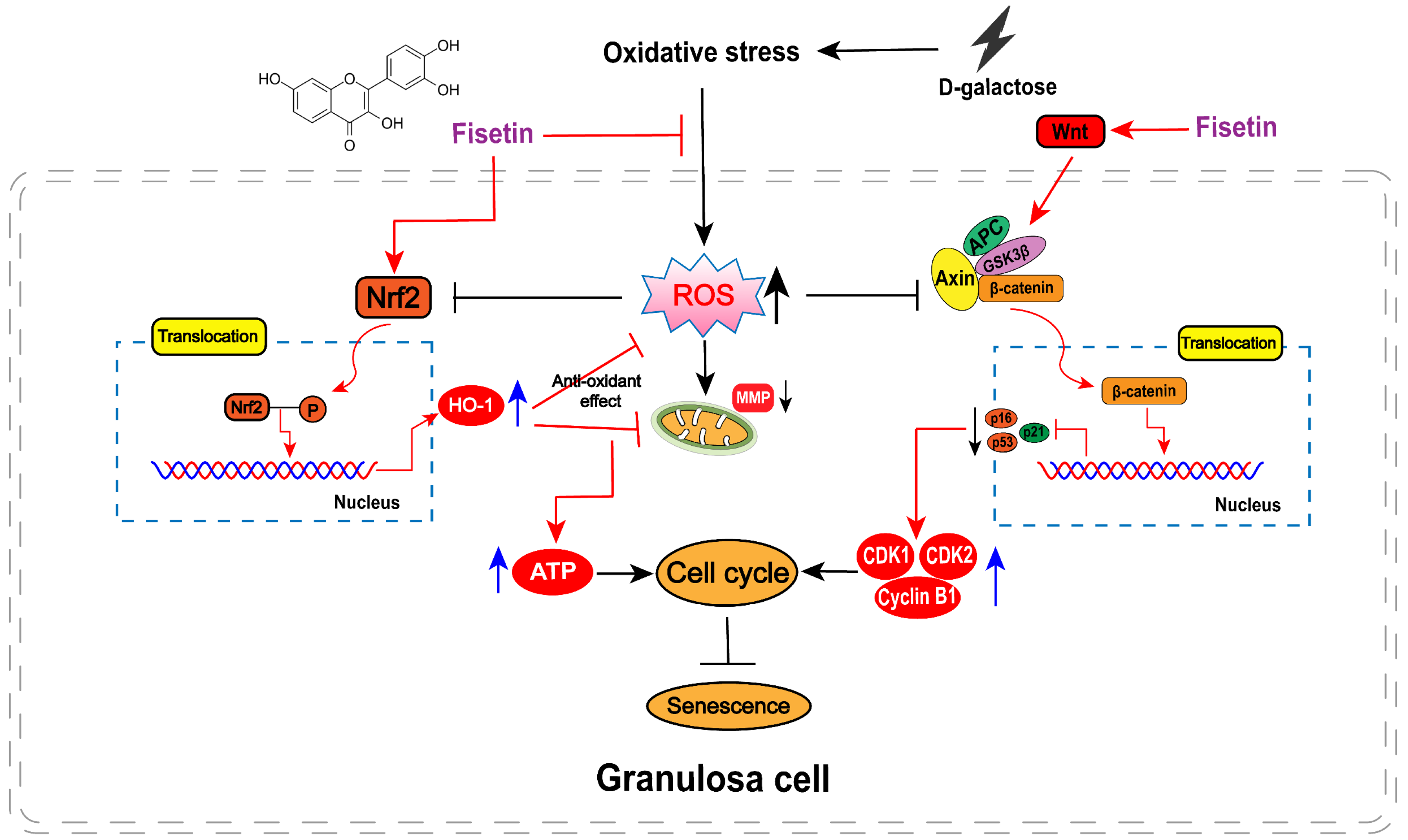 Cells 14 01704 g009