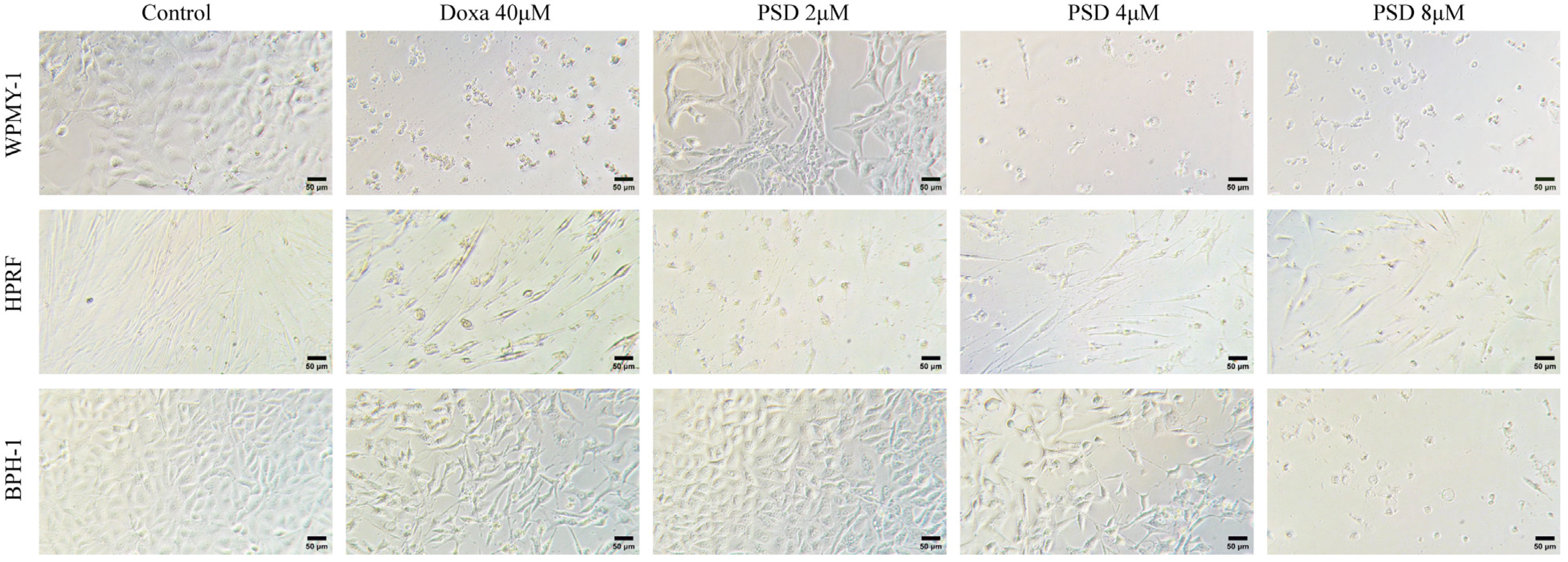 Cells 14 01706 g002 Cells 14 01706 g002
