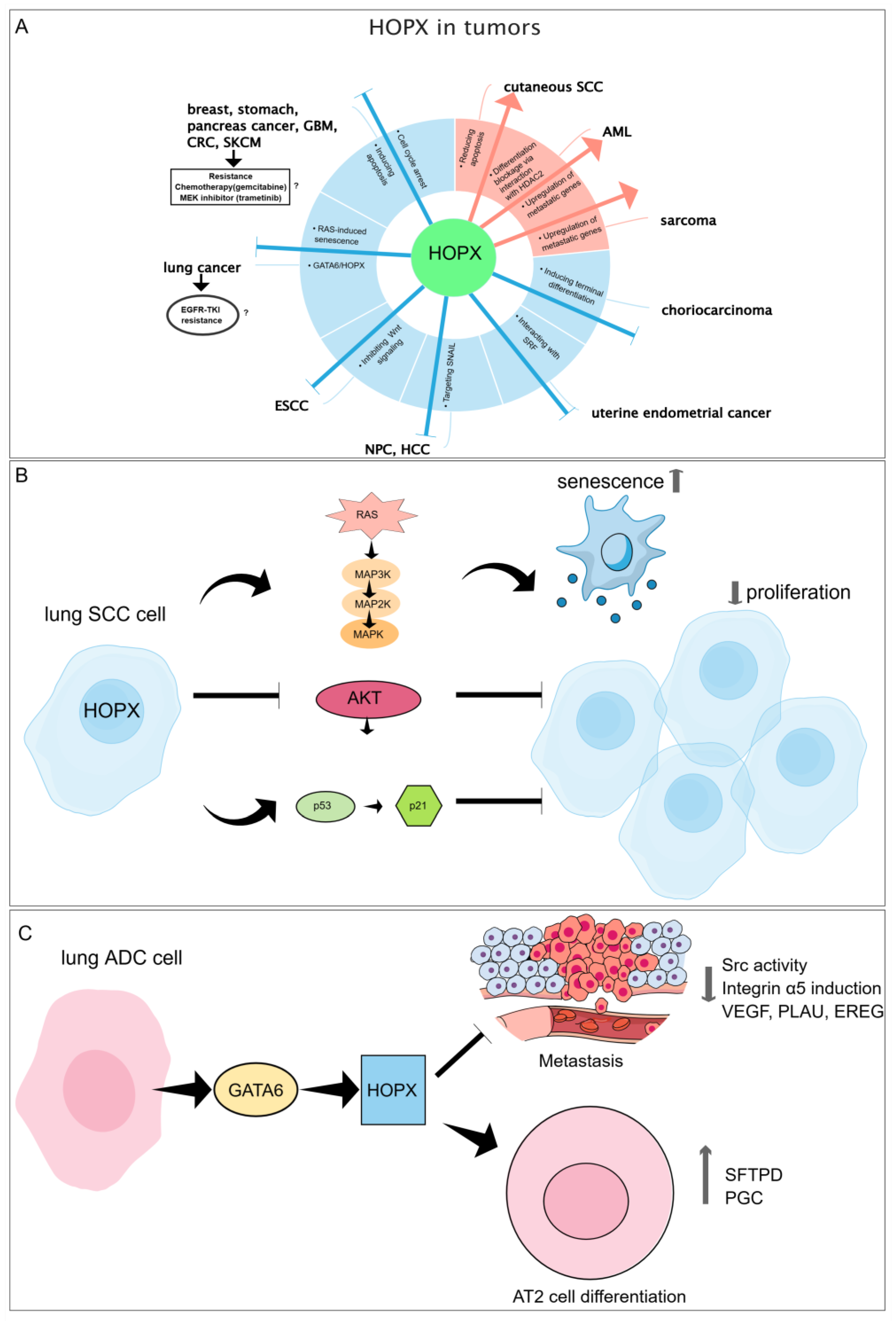 Cells 14 01718 g002 Cells 14 01718 g002