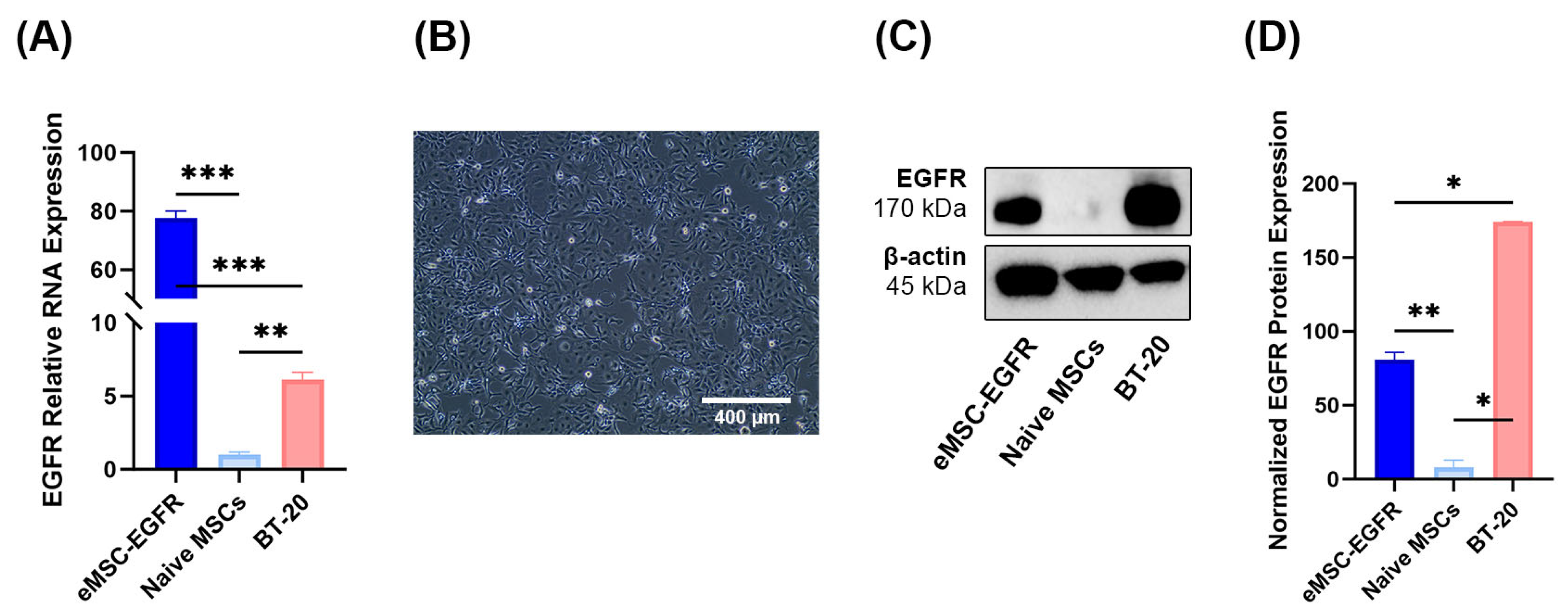 Cells 14 01719 g003 Cells 14 01719 g003