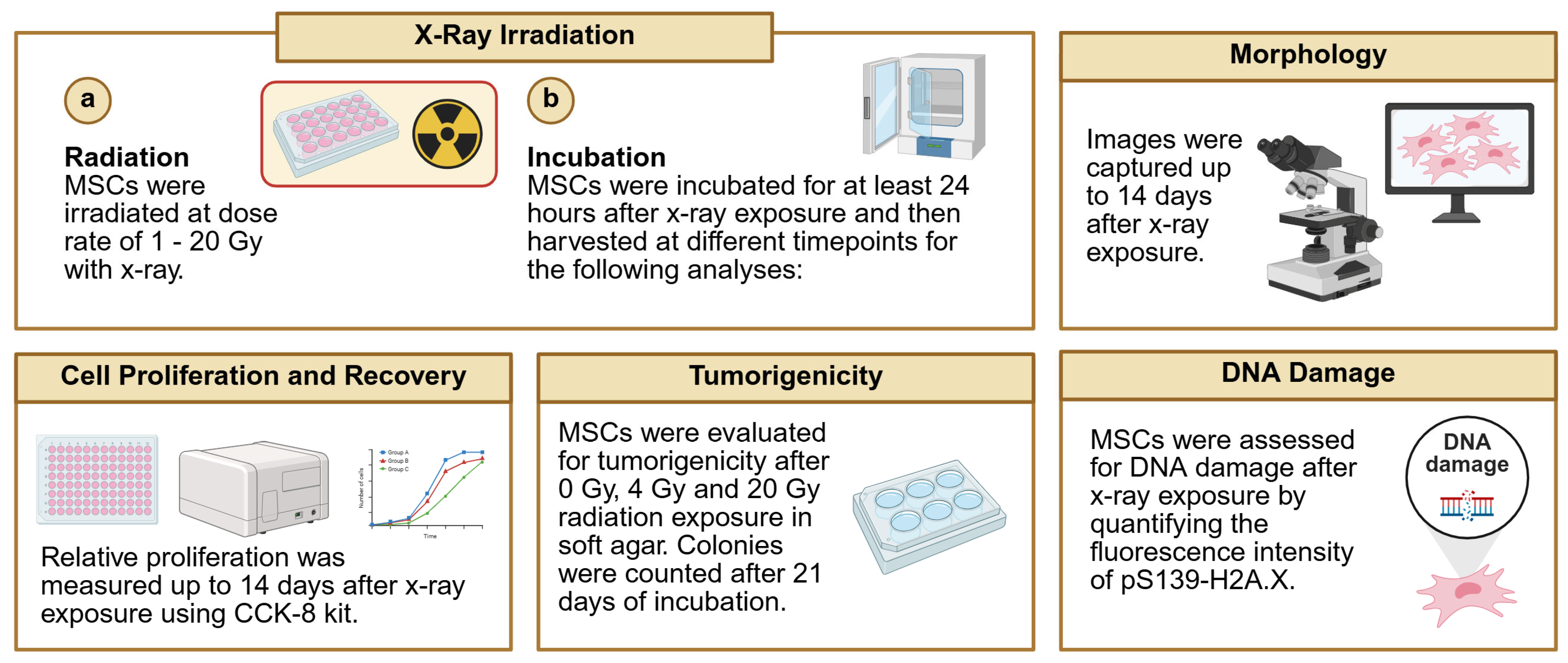 Cells 14 01719 g005 Cells 14 01719 g005