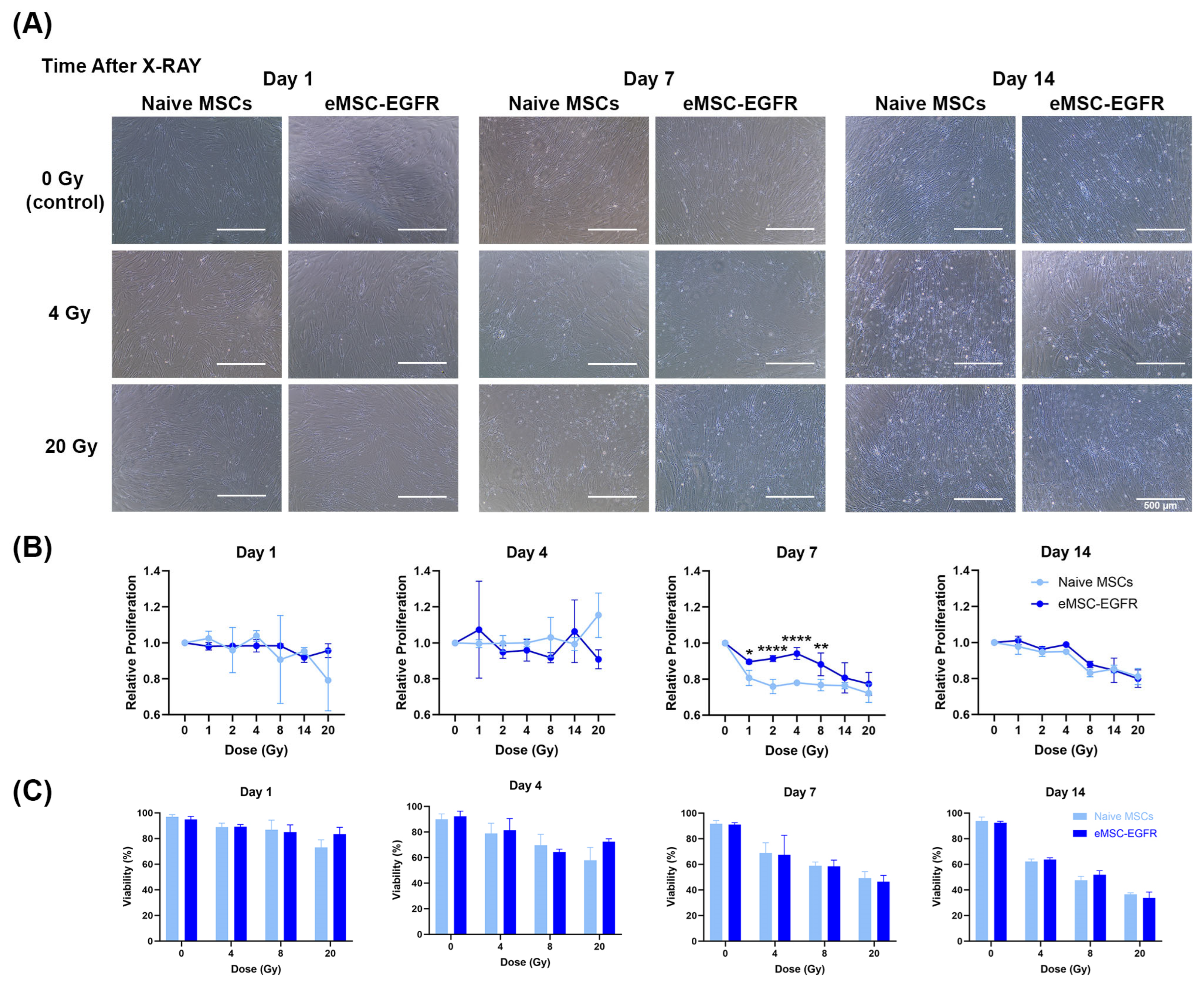 Cells 14 01719 g006 Cells 14 01719 g006