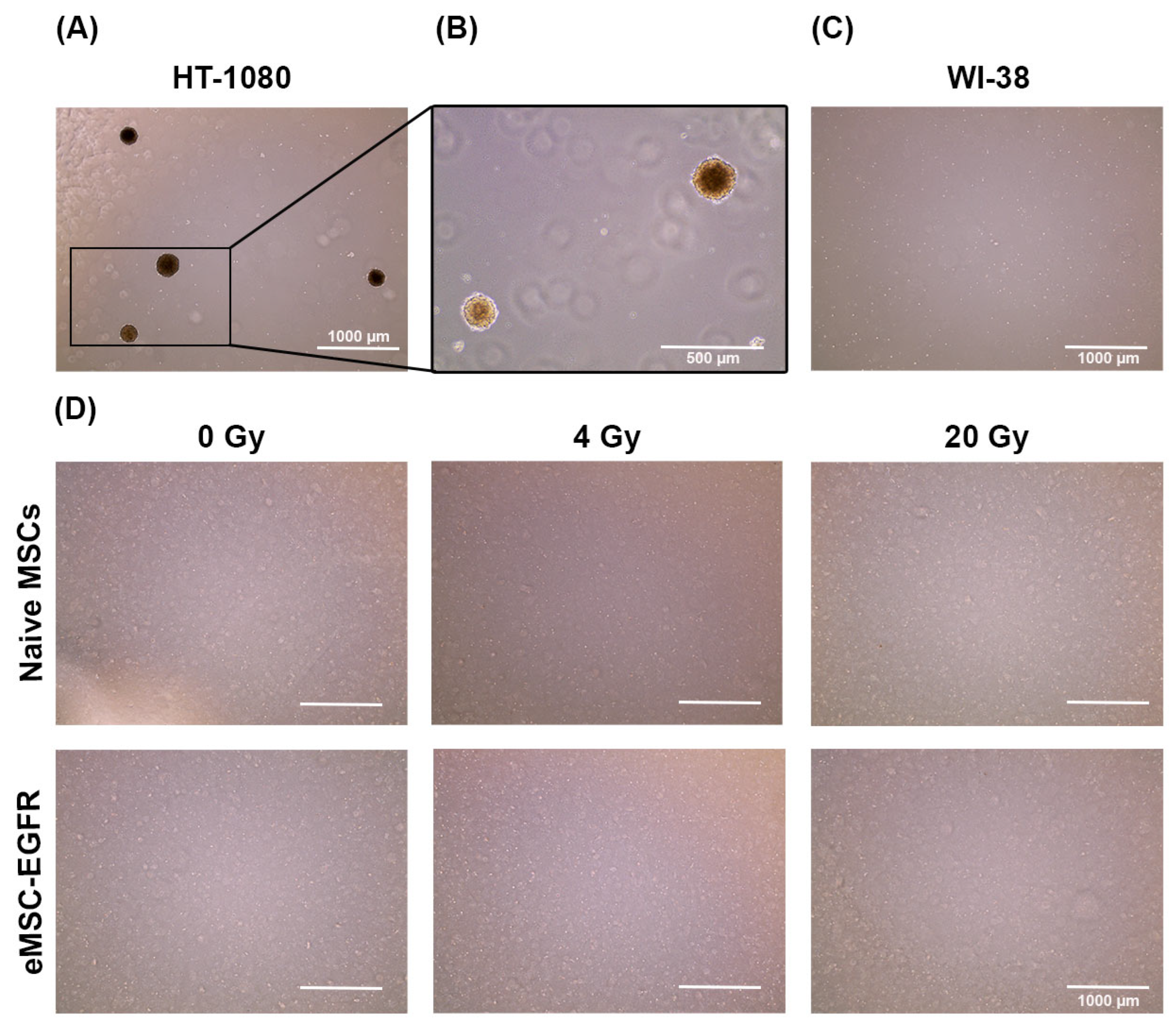 Cells 14 01719 g007 Cells 14 01719 g007