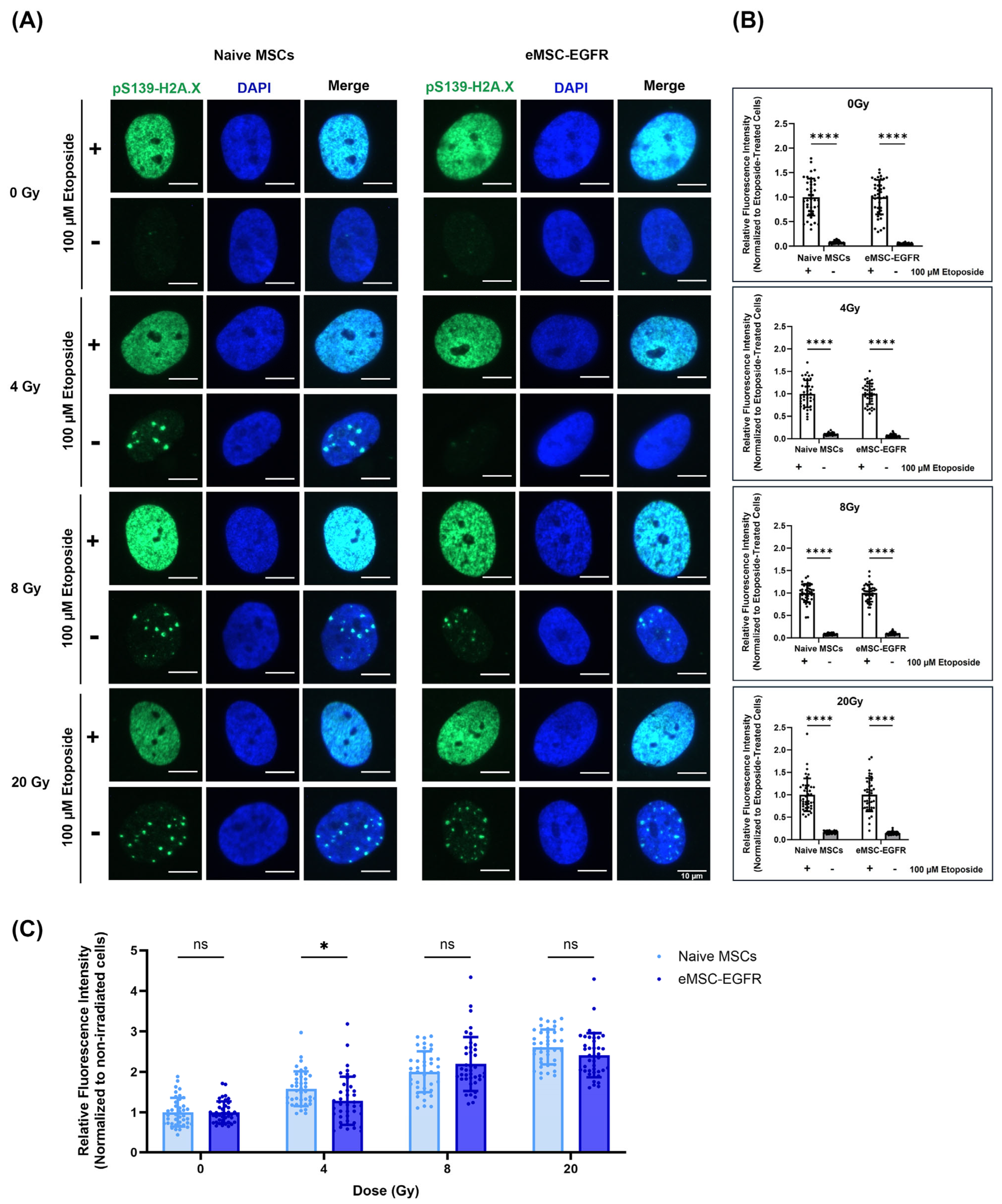 Cells 14 01719 g008 Cells 14 01719 g008
