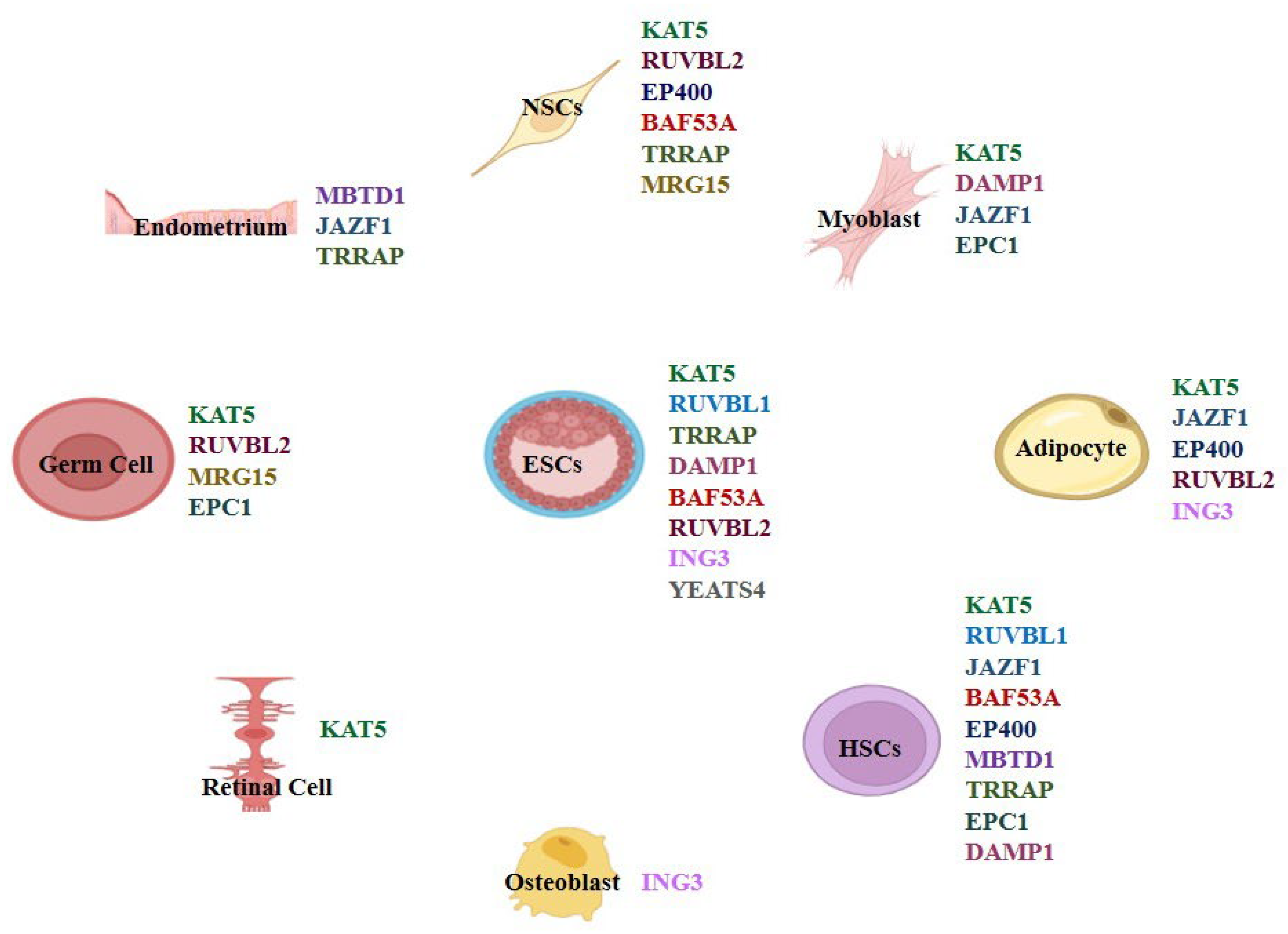 Cells 14 01720 g002 Cells 14 01720 g002