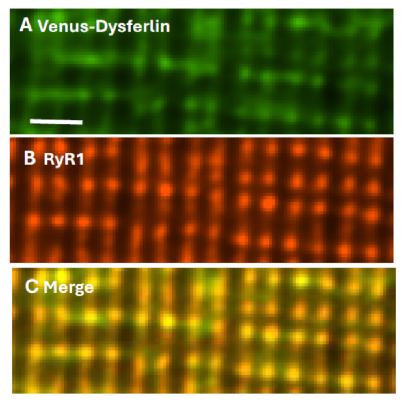 Cells 14 01724 g002 Cells 14 01724 g002
