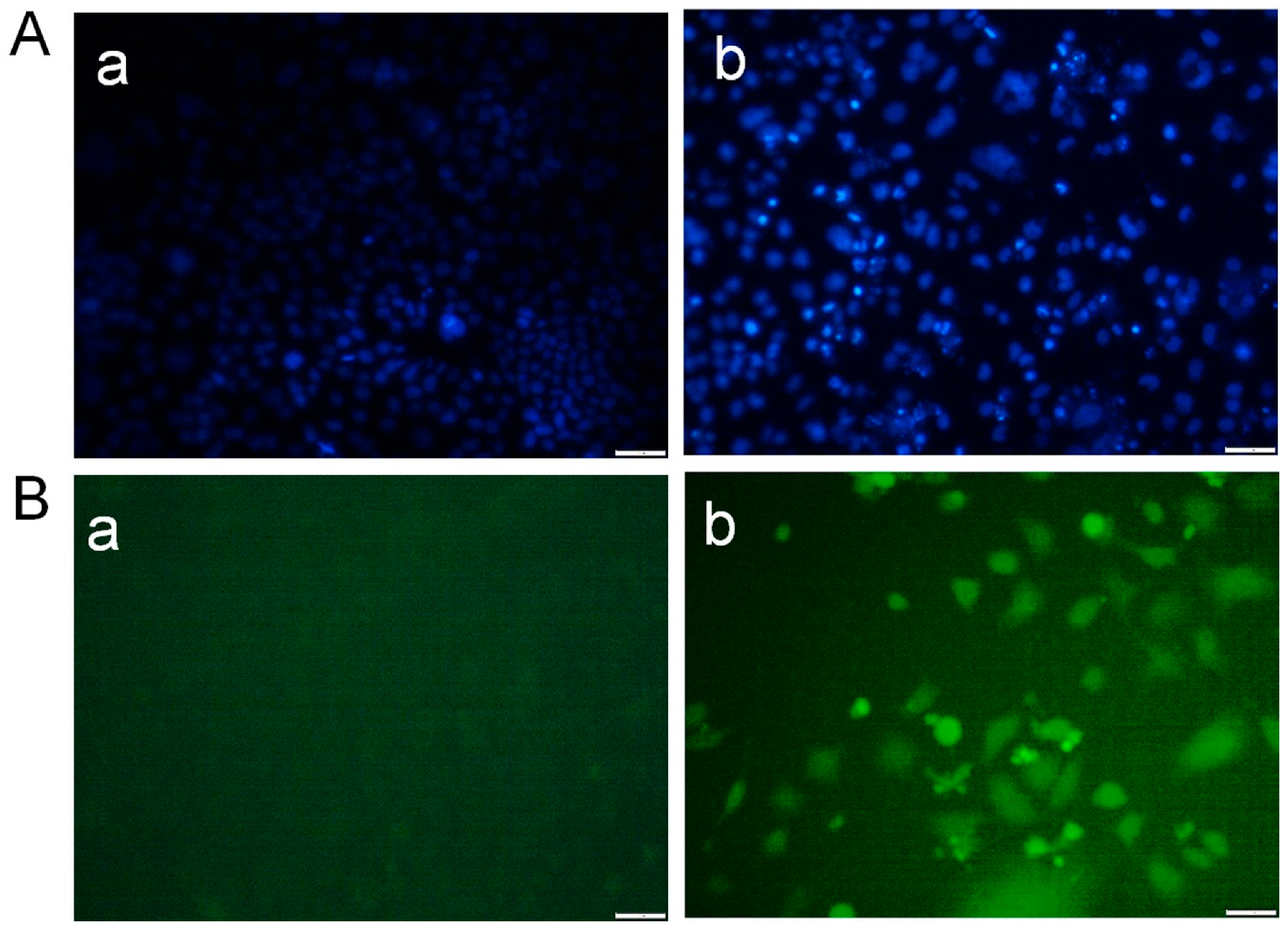 Cells 14 01725 g002 Cells 14 01725 g002